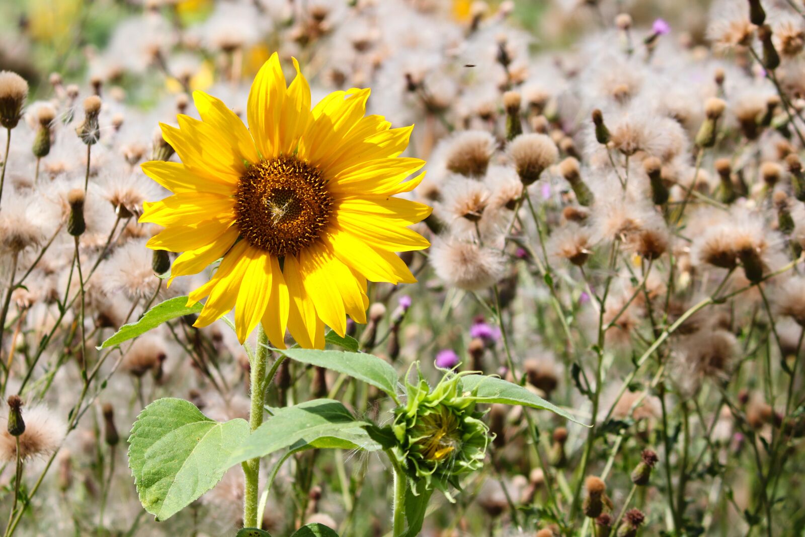 Canon EOS 200D (EOS Rebel SL2 / EOS Kiss X9) sample photo. Sunflower, individually, wild photography