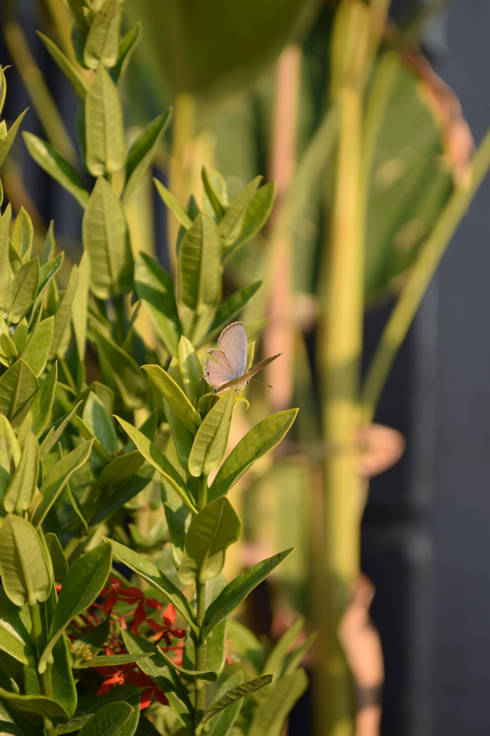 Nikon D3300 sample photo. Small butterfly photography