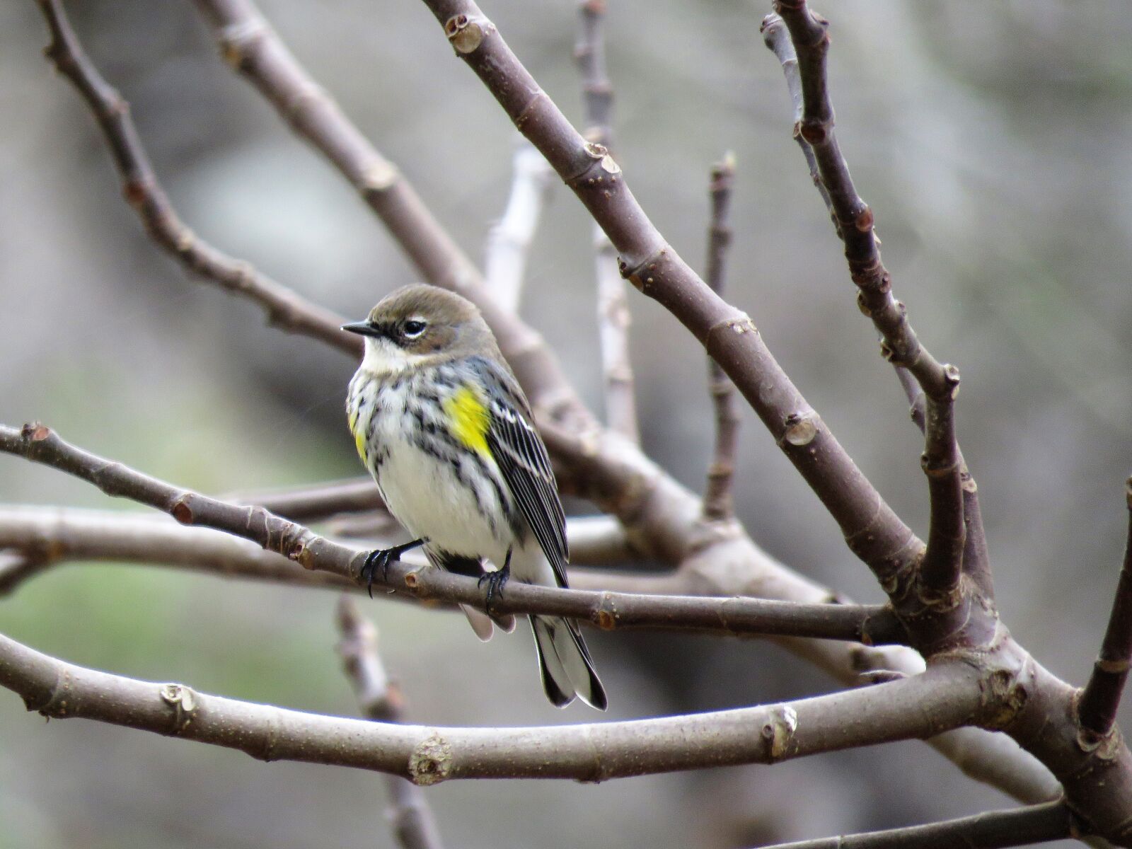 Canon PowerShot SX60 HS sample photo. Bird, nature, outdoors photography