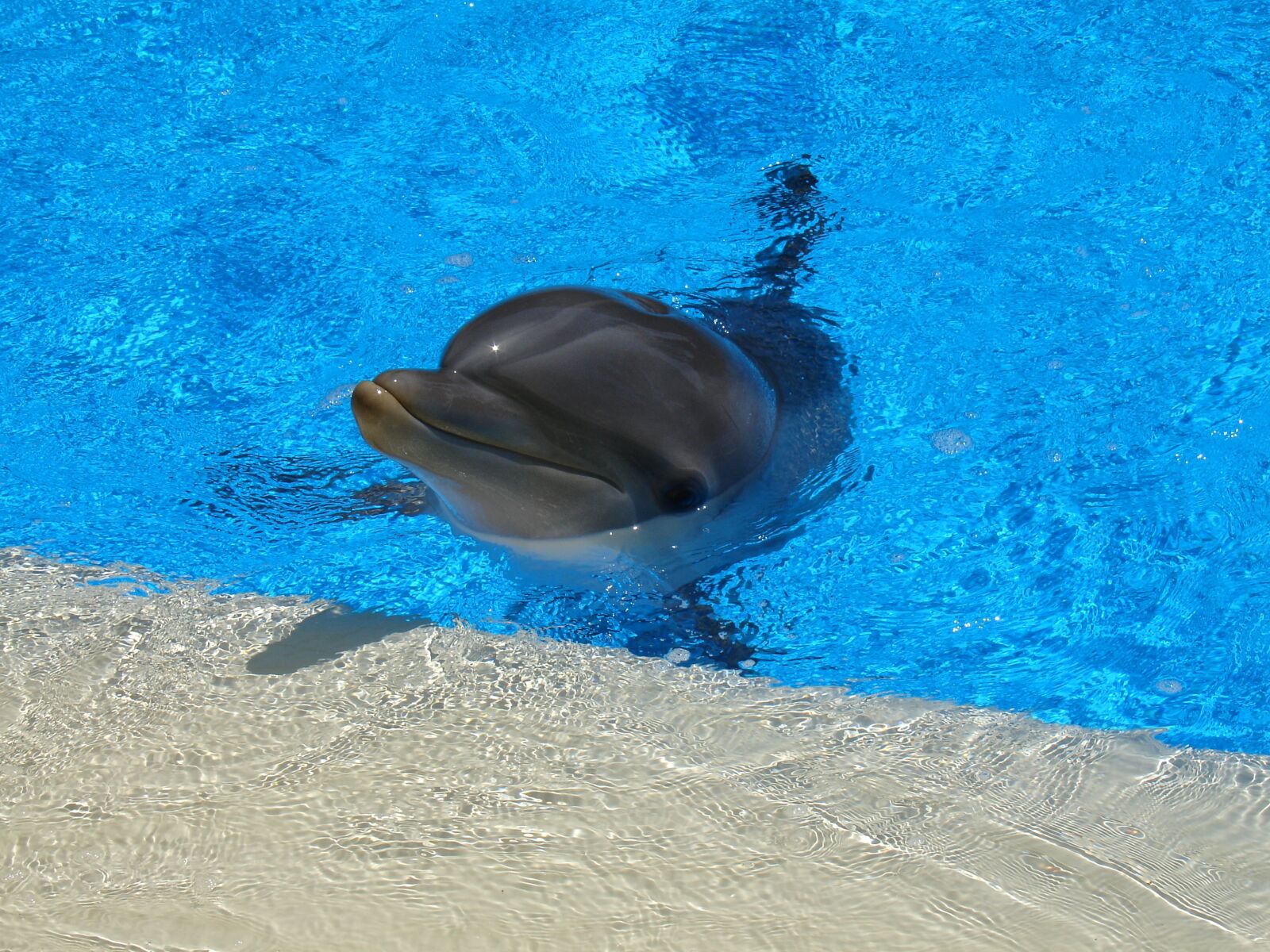 Sony DSC-V3 sample photo. Dolphin, mammal, water photography