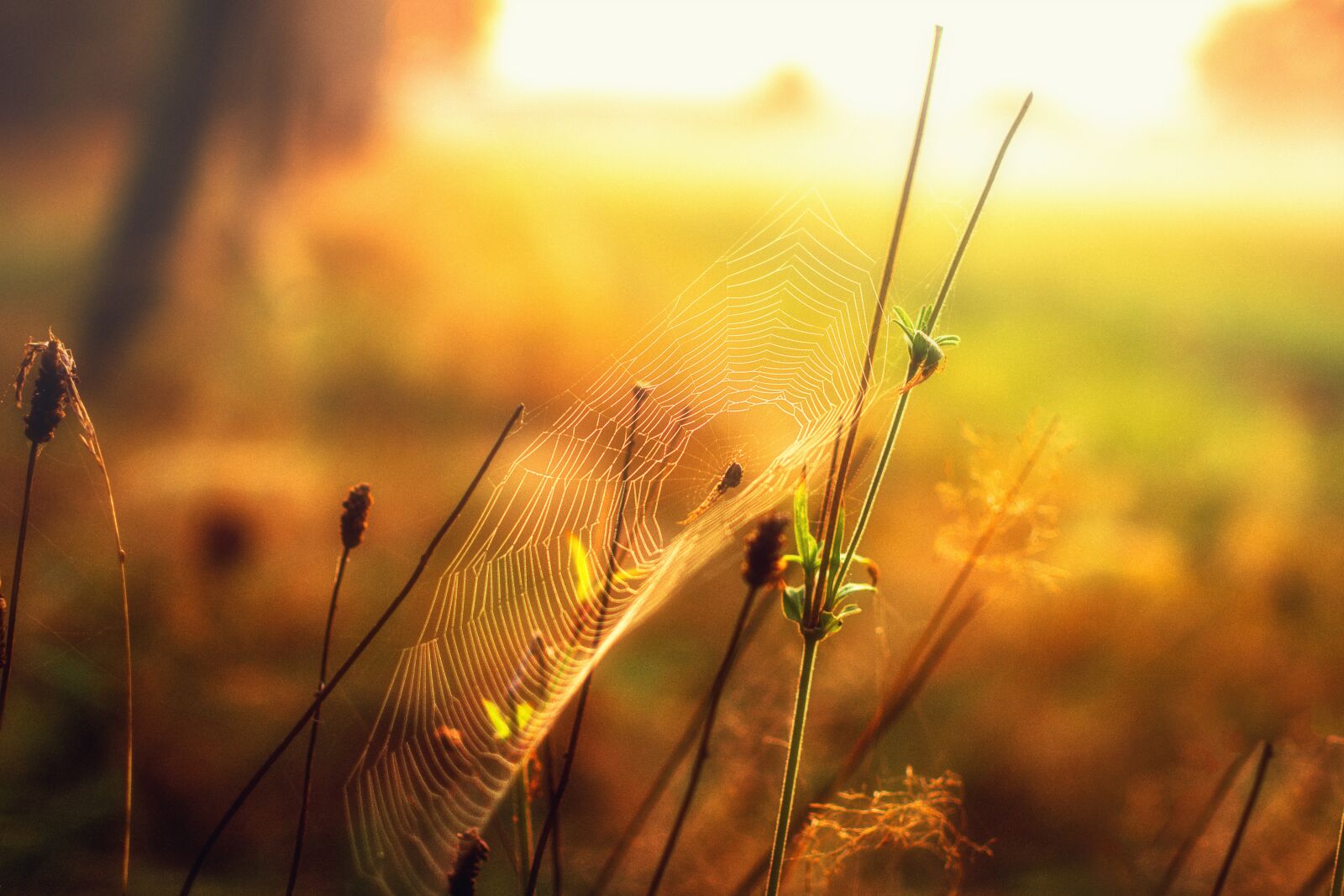 Nikon D7100 sample photo. Forest, sunrise, cobweb photography