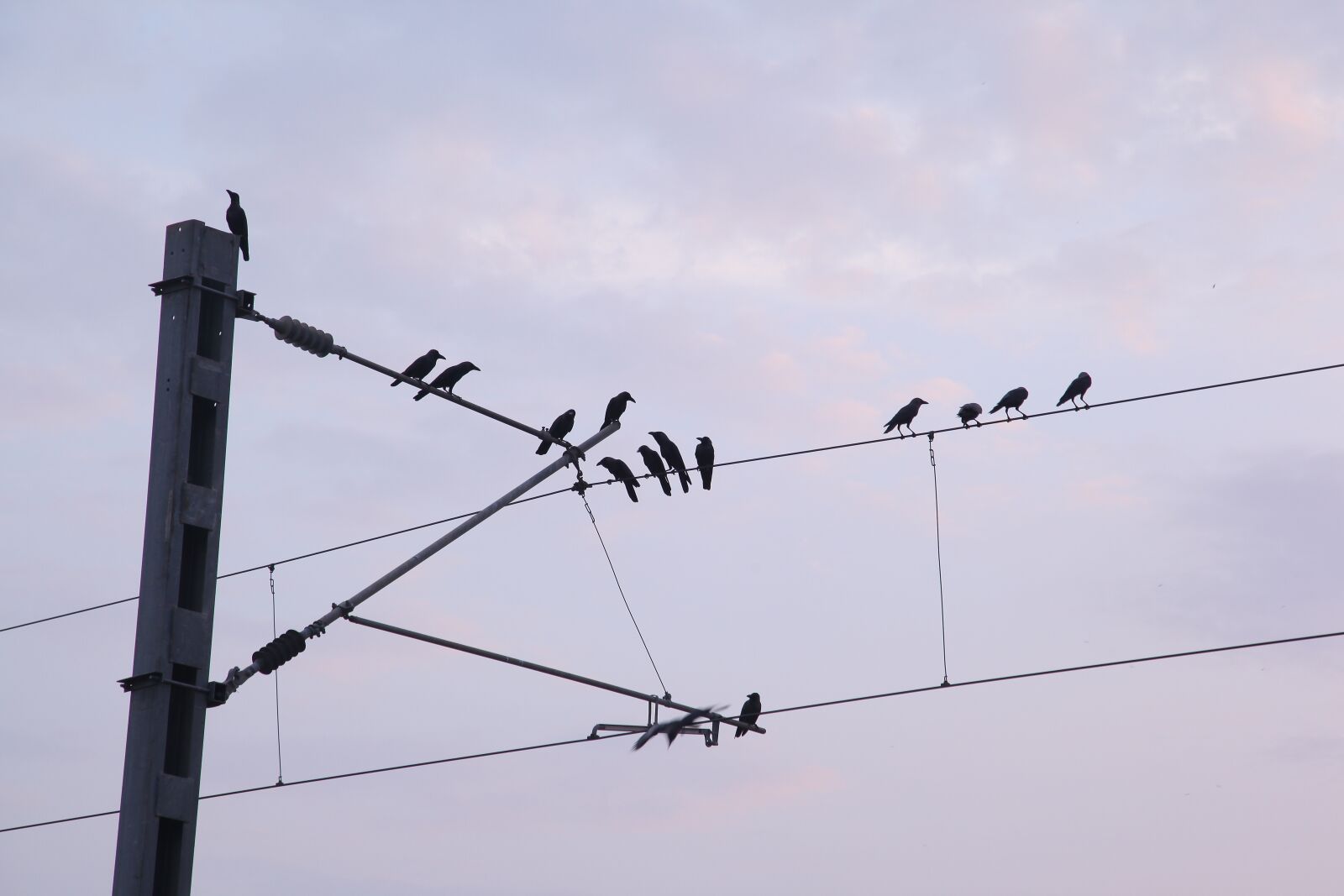 Canon EOS 5D Mark II sample photo. Crow on the electric photography
