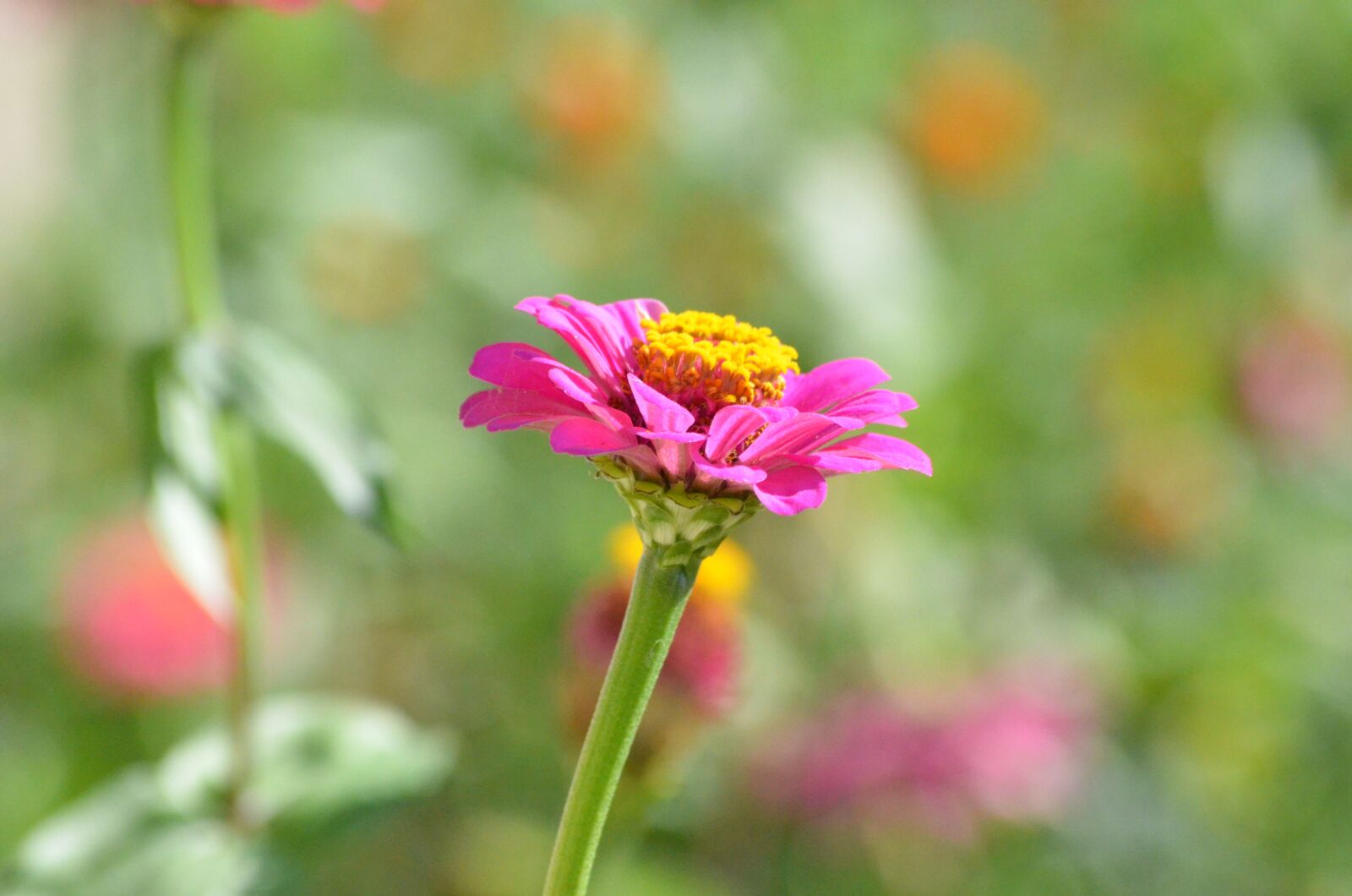 Nikon D7000 sample photo. Nature, flower, flora photography