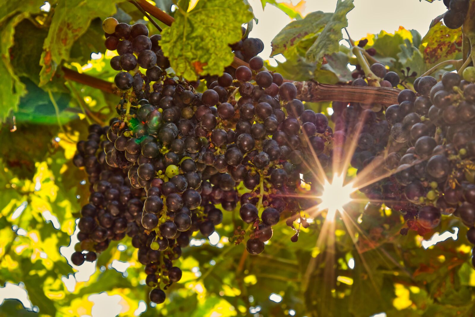 Canon EOS 70D + Canon EF 24-105mm F4L IS USM sample photo. Grape, grapes, vine photography