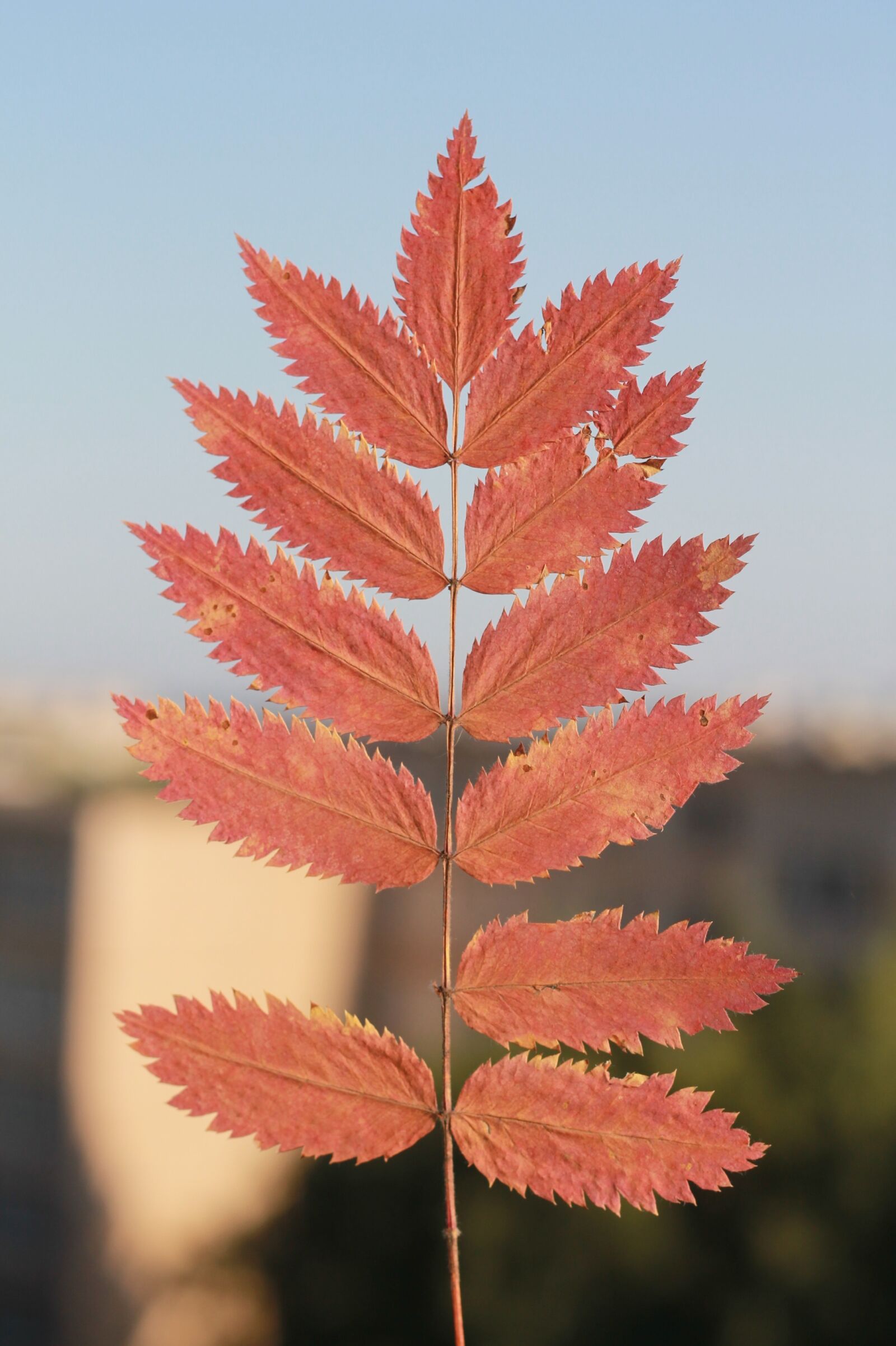 Canon EOS 1100D (EOS Rebel T3 / EOS Kiss X50) + Canon EF 50mm F1.8 II sample photo. Autumn, september, red photography