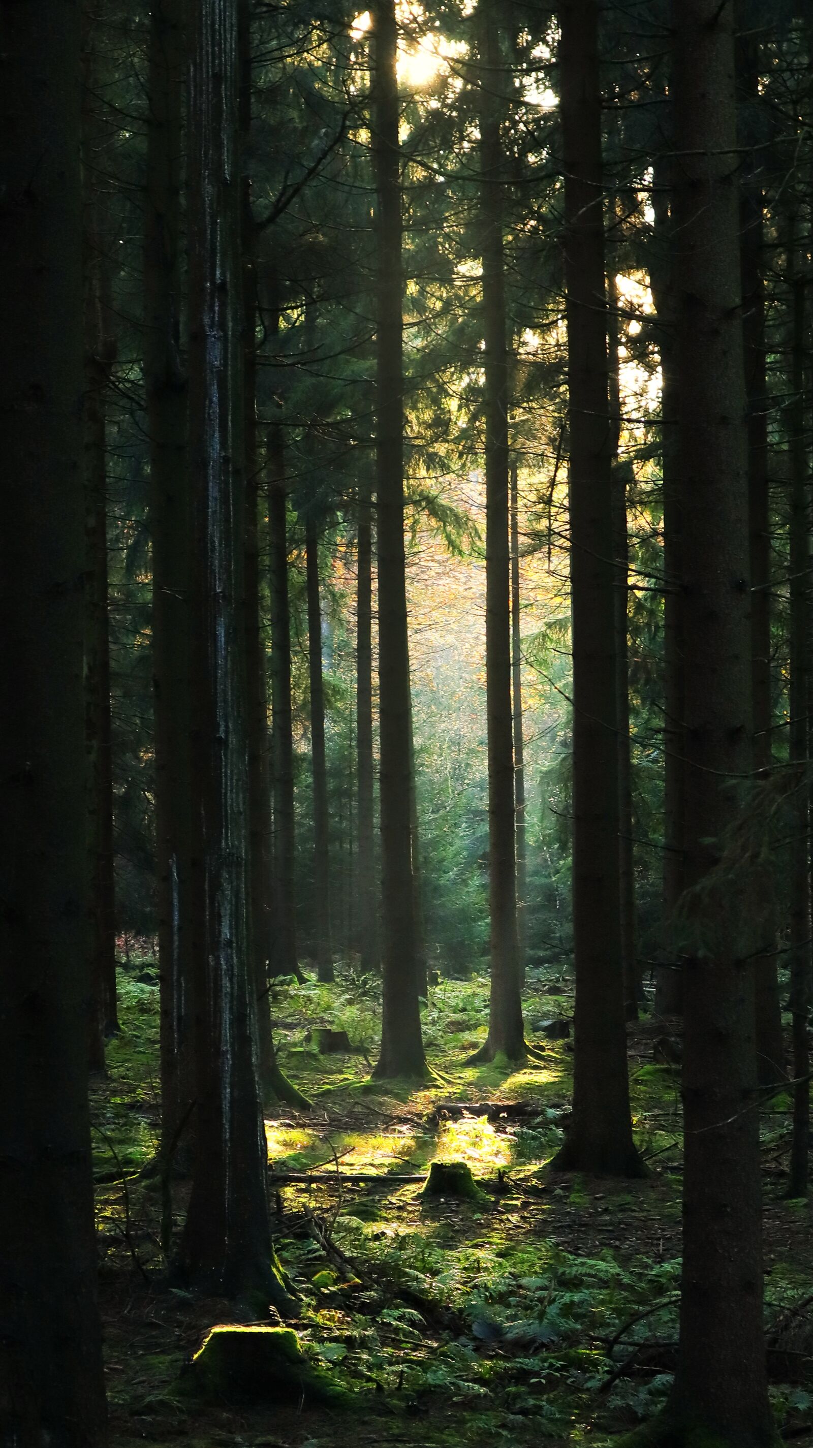 Canon EF-M 15-45mm F3.5-6.3 IS STM sample photo. Forest, sunbeam, nature photography