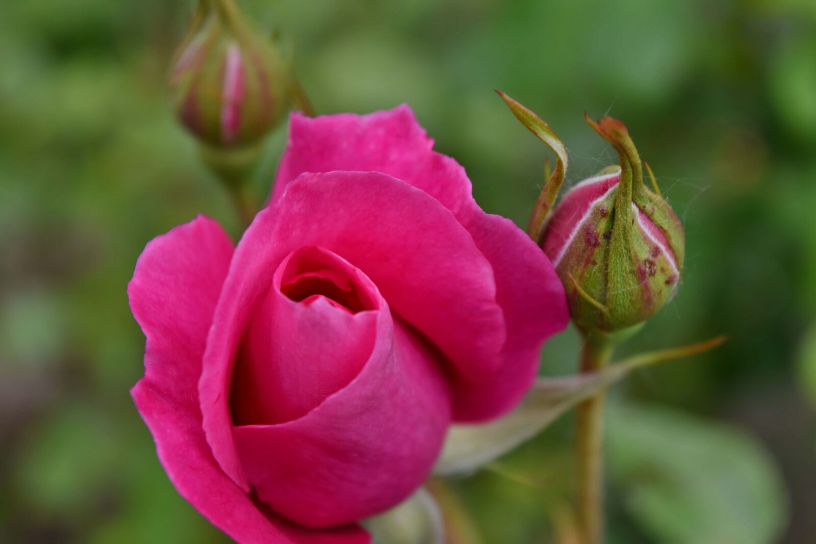 Nikon D5500 sample photo. Roses, flower, rose, plant photography