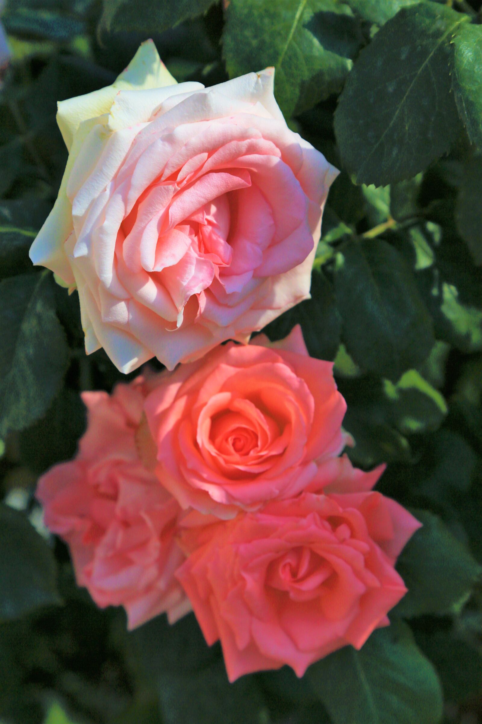 Canon EF 24-105mm F4L IS USM sample photo. Rose, roses, spring photography