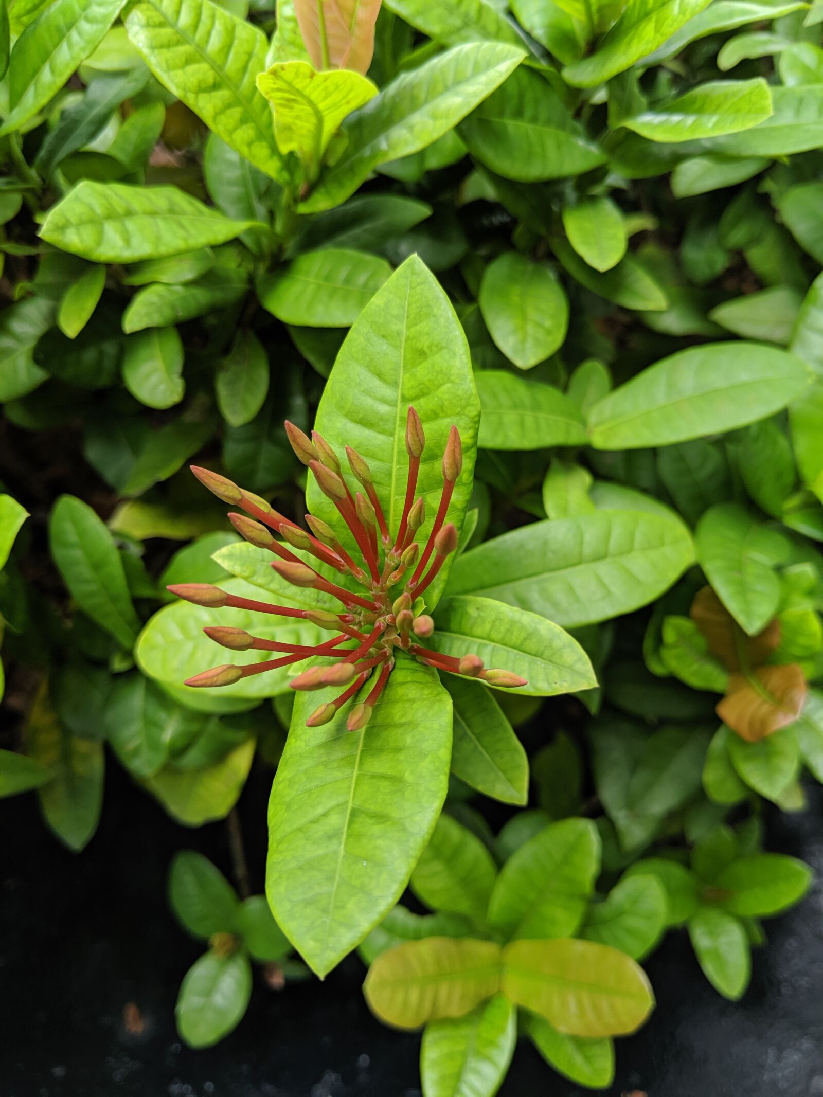 Google Pixel 3 sample photo. Flower, thailand, plant photography