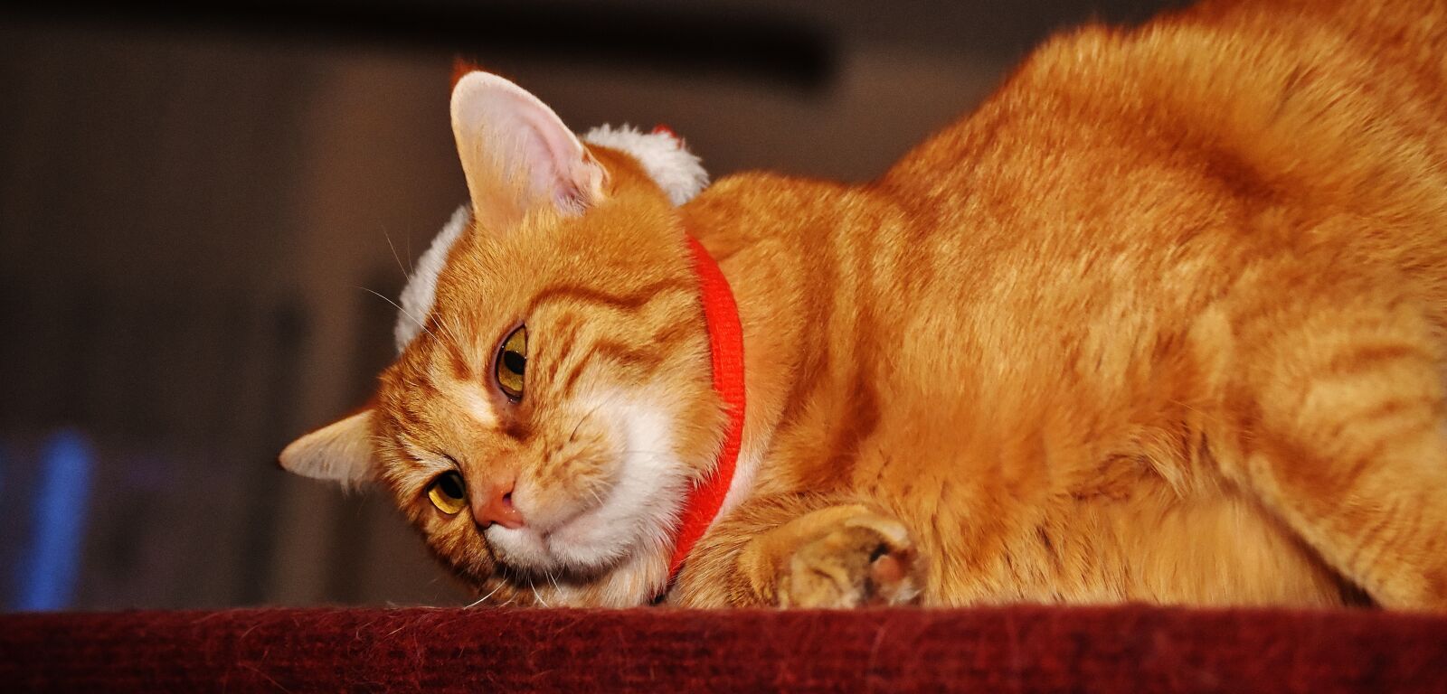 Nikon D7200 sample photo. Cat, red, cute photography