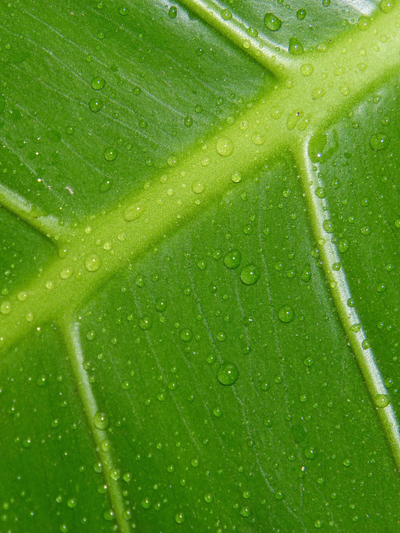 Panasonic DMC-FZ62 sample photo. Leaf, drops, green photography