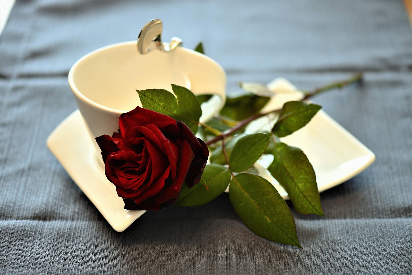Nikon D610 sample photo. Rose, coffee cup, cover photography