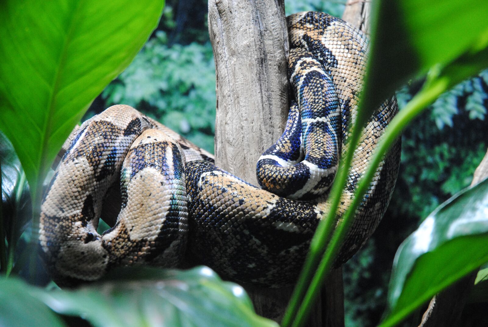 Nikon D3000 sample photo. Nature, snake, reptilia photography