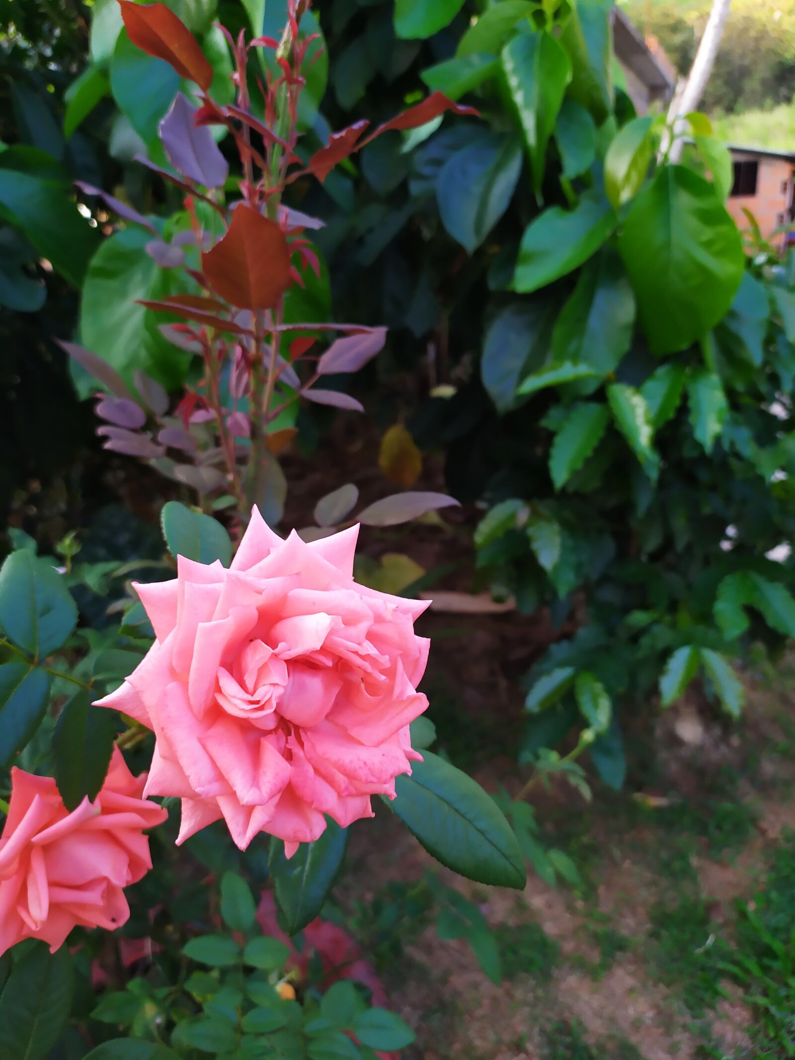 Xiaomi Redmi Note 7 sample photo. Flowers, nature, spring photography