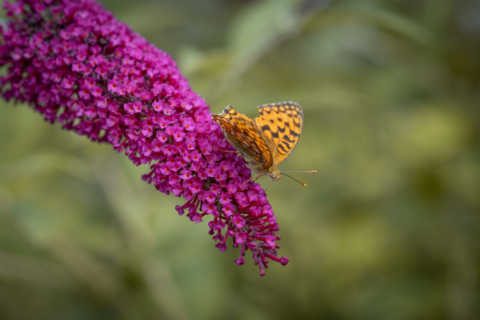 Nikon D750 sample photo. Butterfly, insect, summer lilac photography
