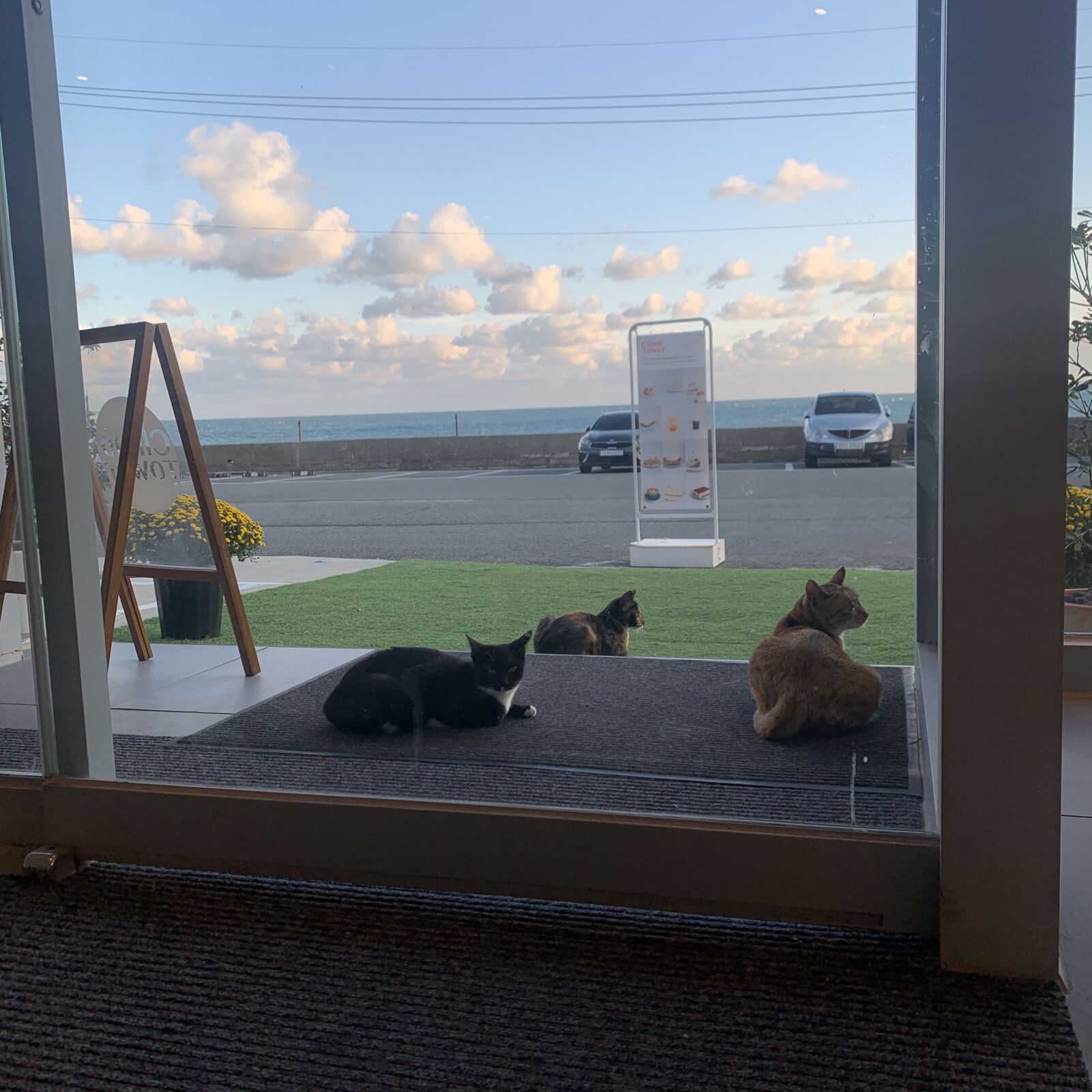 iPhone XS back dual camera 4.25mm f/1.8 sample photo. Sea, cat, sky photography