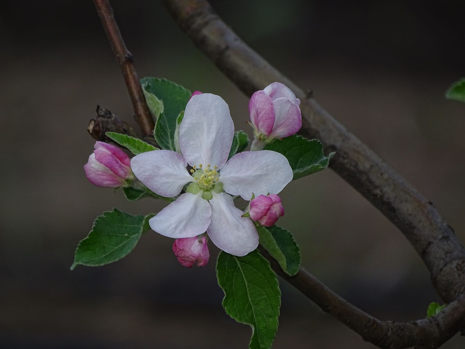 Sony DSC-HX400 sample photo. Flower, tree, apple photography