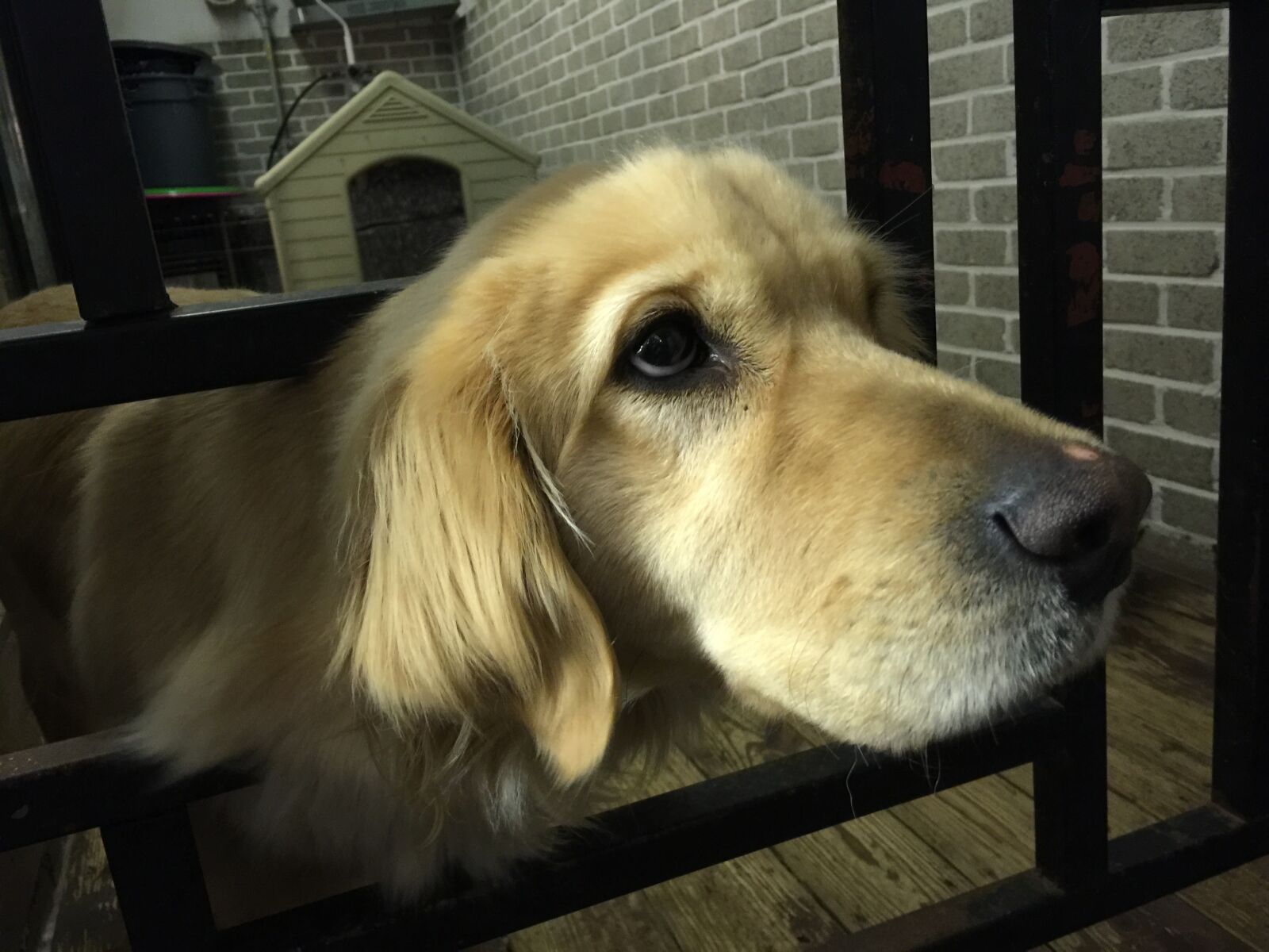 iPhone 6 Plus back camera 4.15mm f/2.2 sample photo. Close, up, of, dog photography