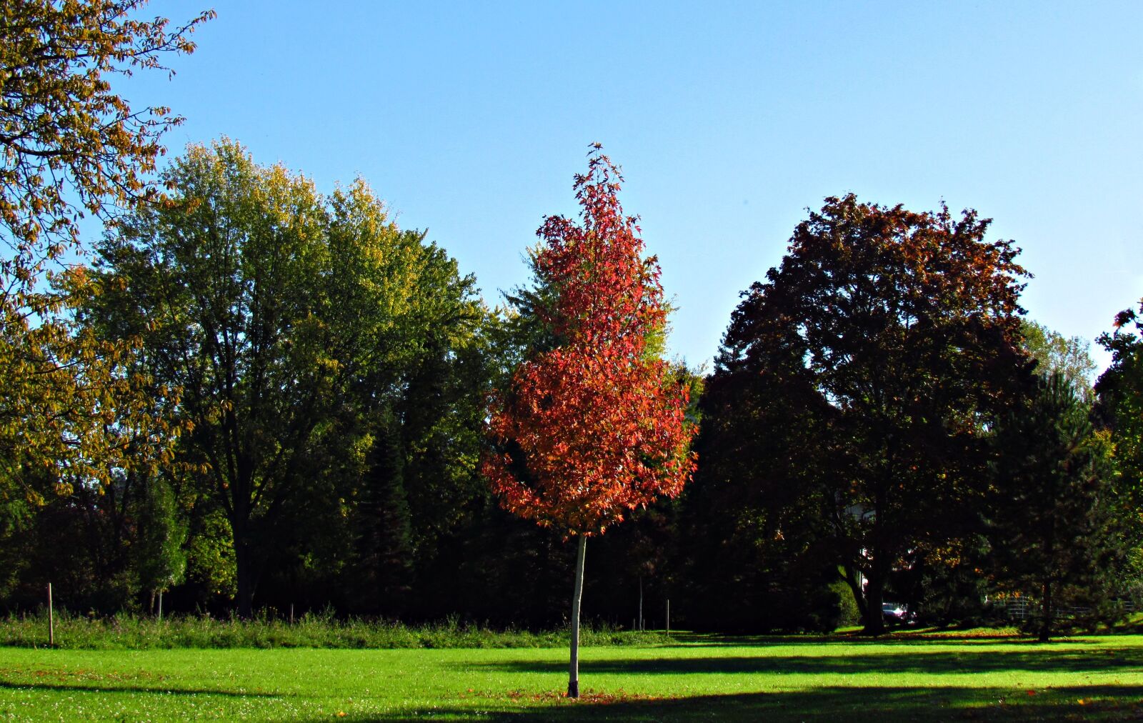 Canon PowerShot SX30 IS sample photo. Landscape, autumn, autumn gold photography