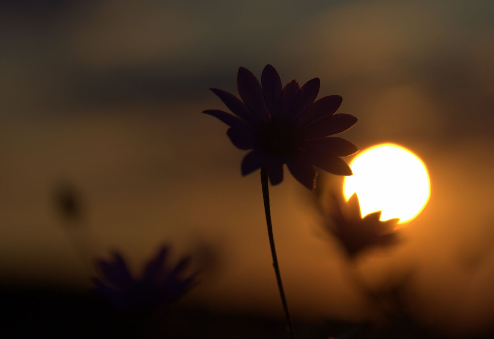 Canon EF-S 60mm F2.8 Macro USM sample photo. Flowers, camp, sunset photography