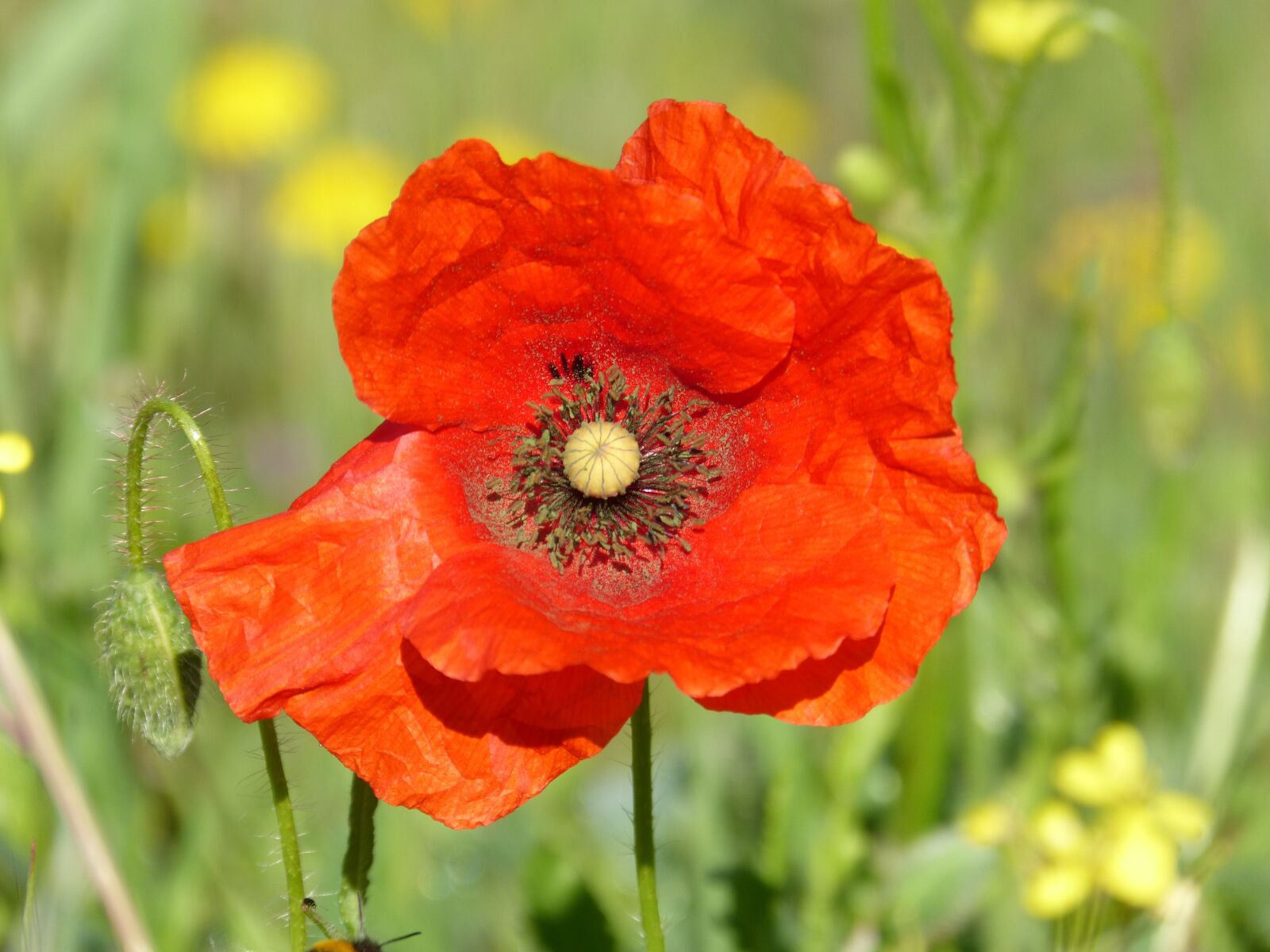 Panasonic DMC-FZ62 sample photo. Poppy, ababol, rosella photography