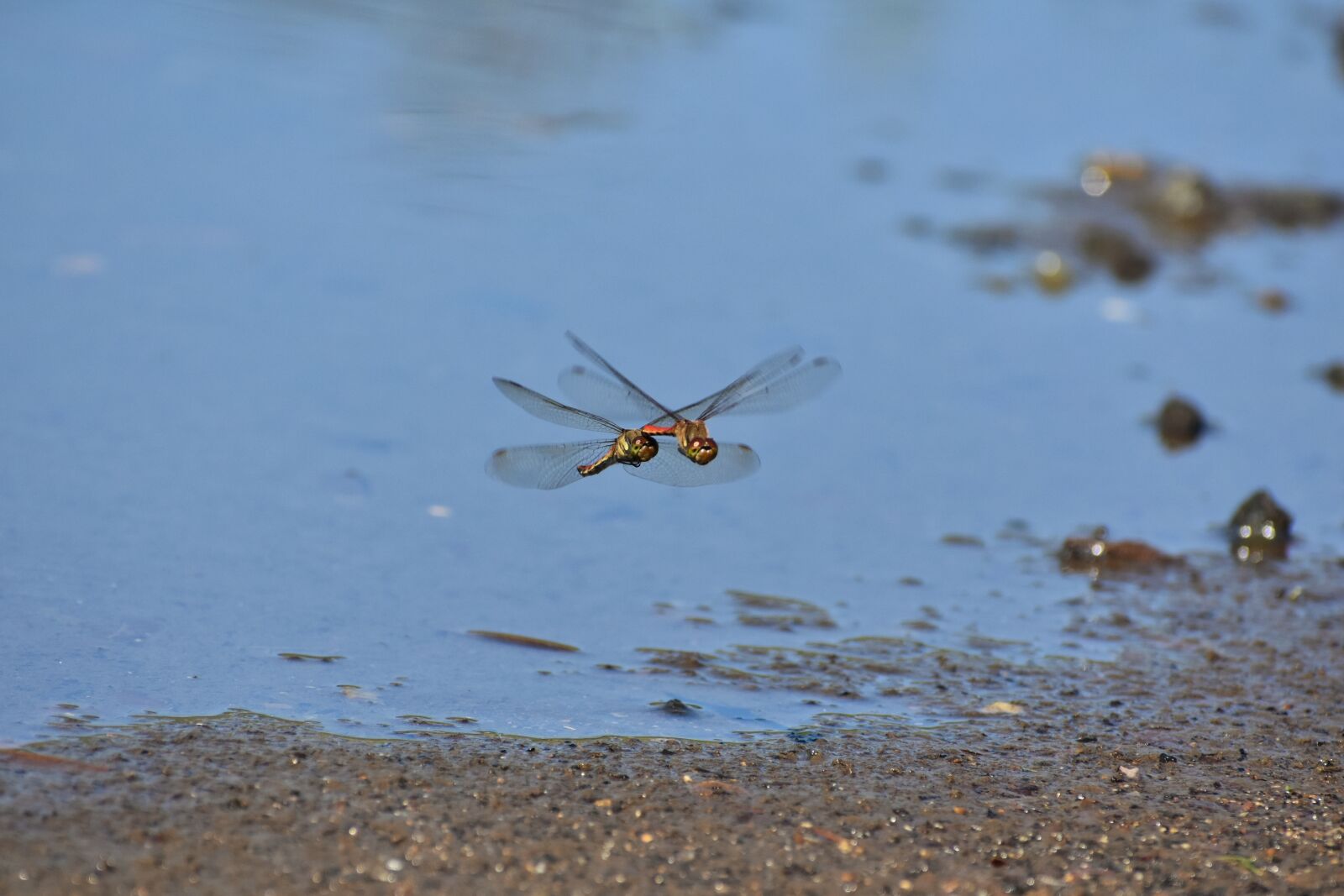Nikon D7200 sample photo. Natural, landscape, pond photography