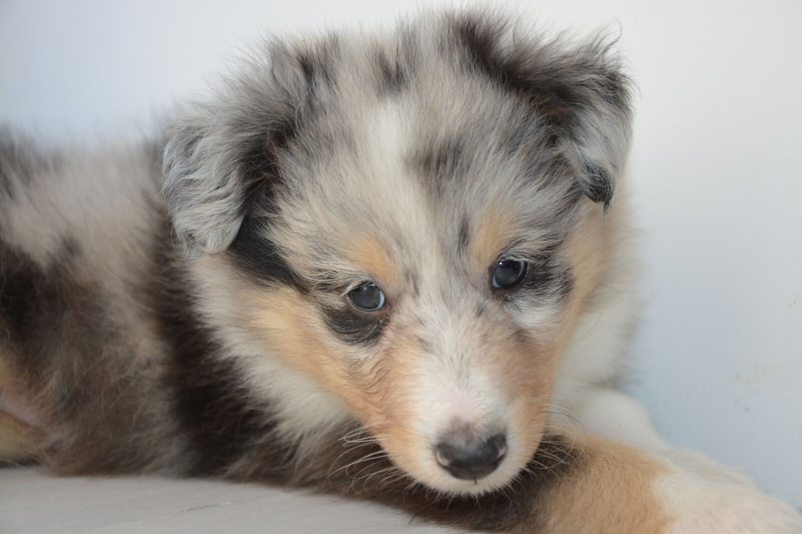 Nikon D5200 sample photo. Puppy, puppy shetland sheepdog photography
