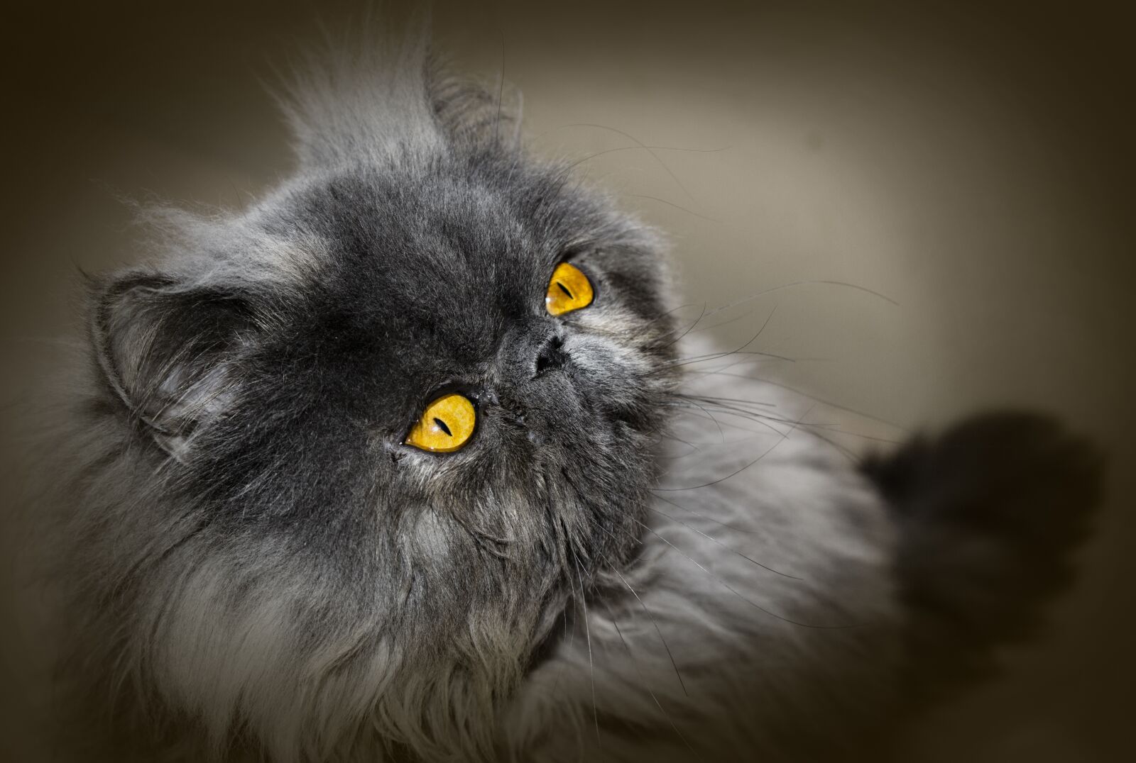 Nikon D3100 sample photo. Cat, persian cat, persian photography