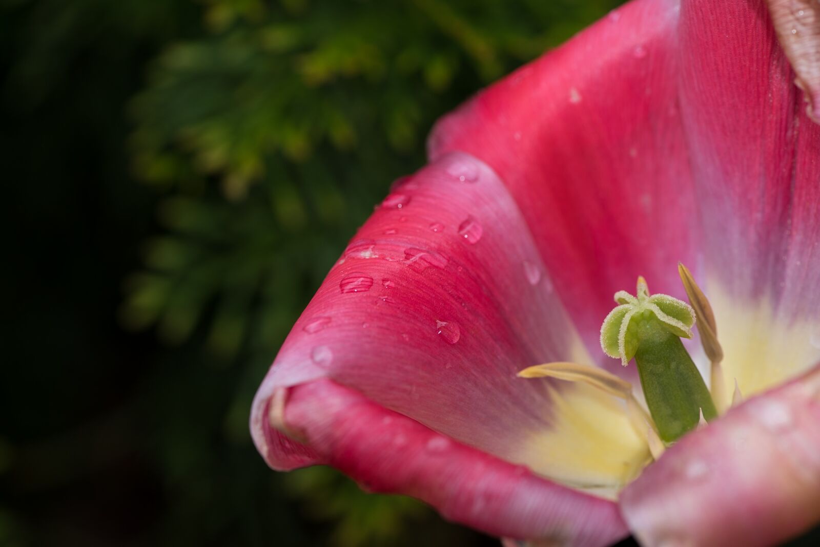 Nikon D750 sample photo. Tulip, flower, blossom photography