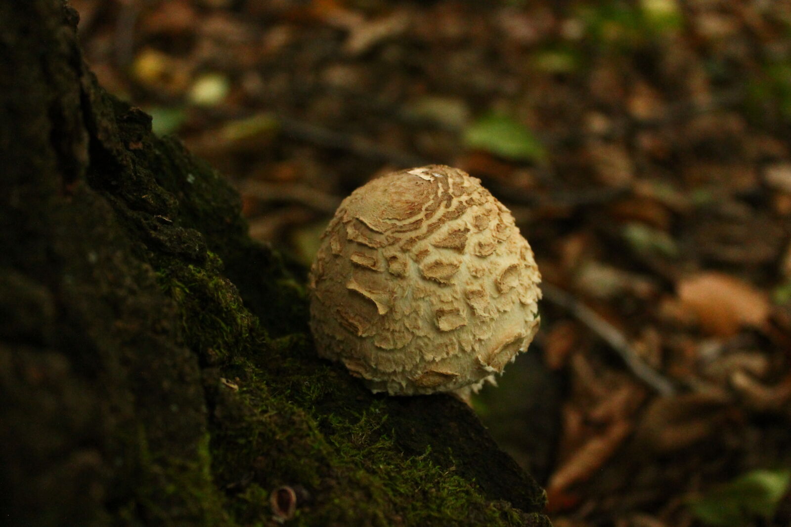 Canon EOS 1100D (EOS Rebel T3 / EOS Kiss X50) sample photo. Mushroom, tree photography