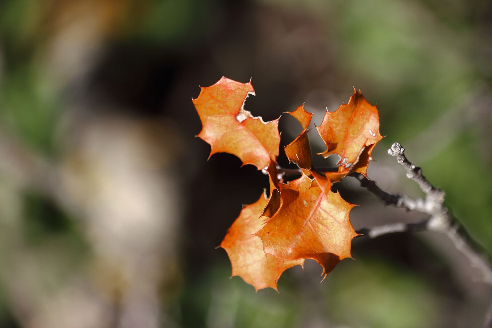 Canon EOS 1200D (EOS Rebel T5 / EOS Kiss X70 / EOS Hi) sample photo. Branches, brown, fall colors photography