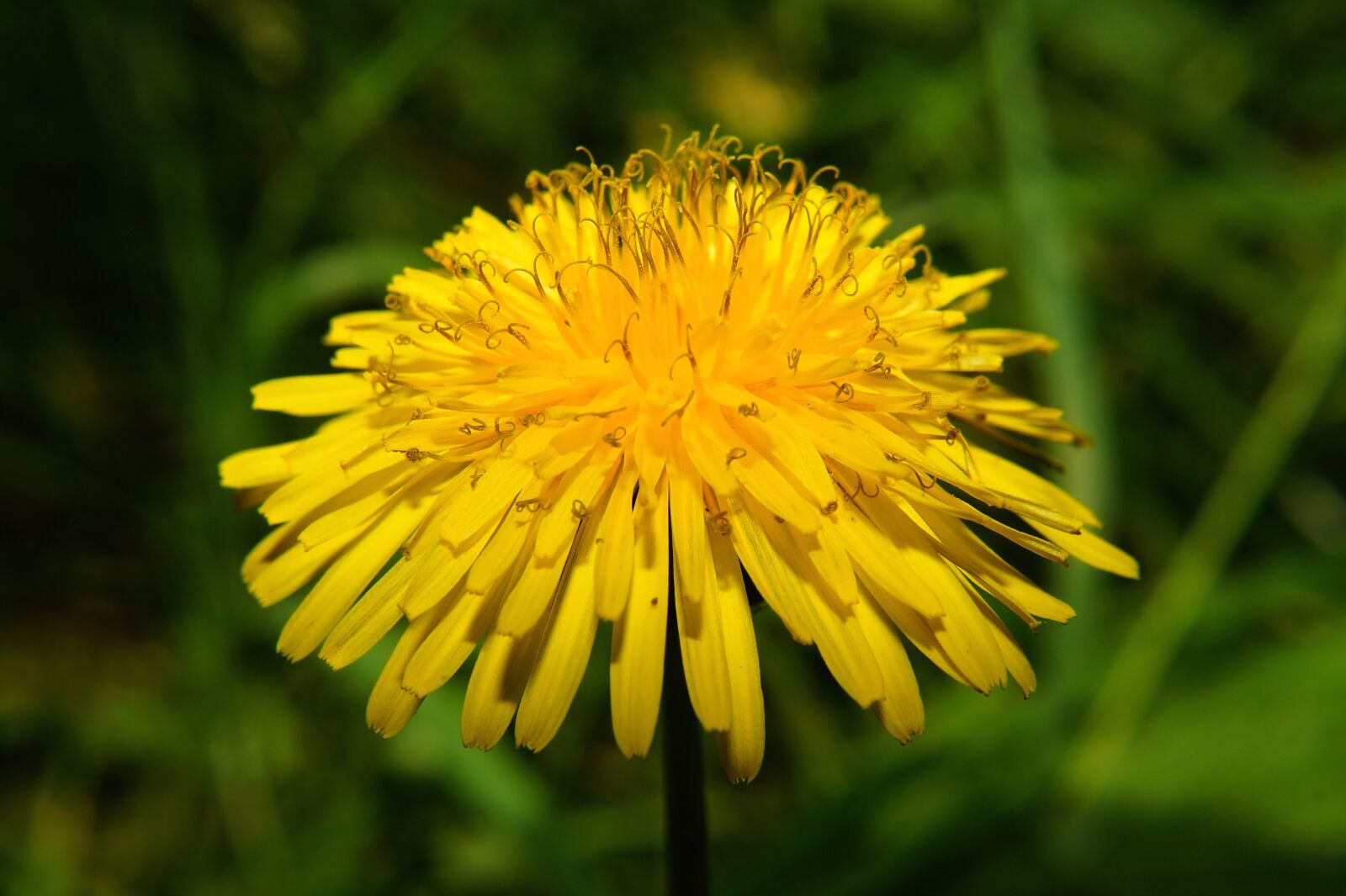 Sony SLT-A58 + Sony DT 30mm F2.8 Macro SAM sample photo. Flower, dandelion, blossom photography