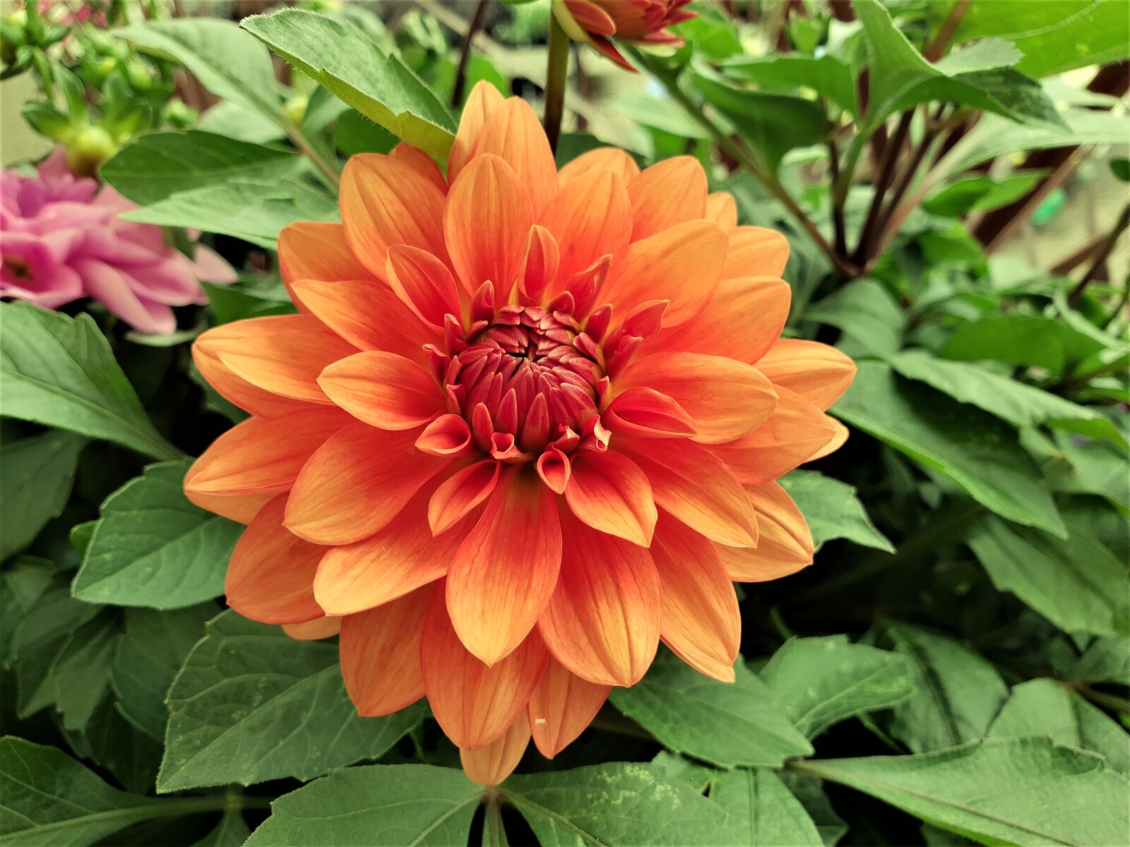 Samsung Galaxy S9+ sample photo. Dahlia, bloom, flower photography