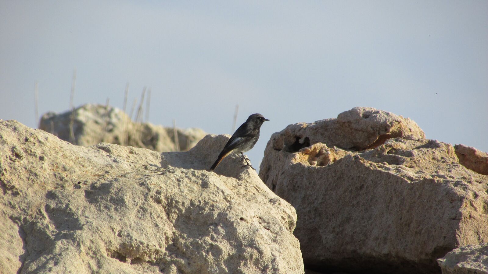 Canon PowerShot SX400 IS sample photo. Bird, sitting, rock photography