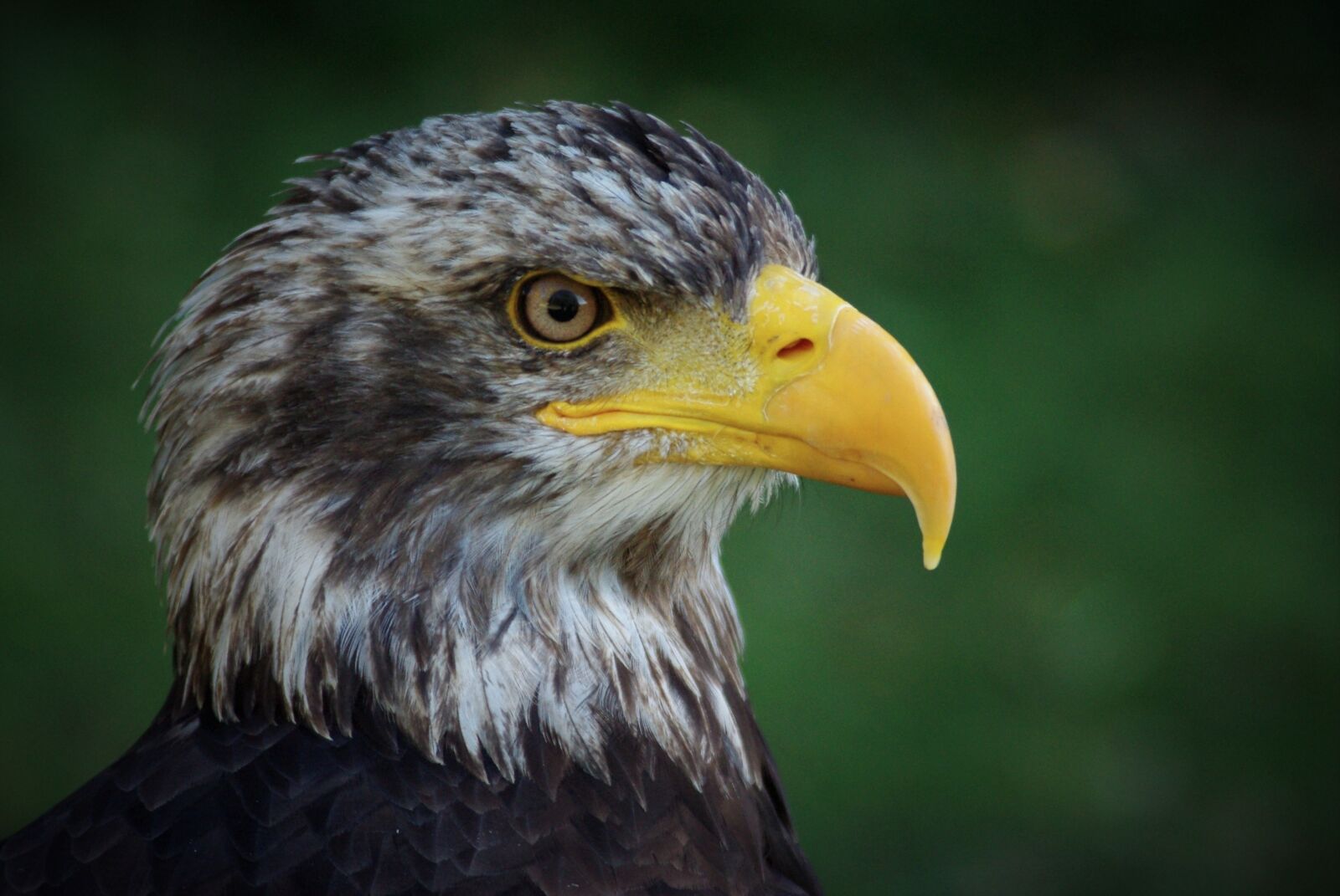 Pentax K-m (K2000) sample photo. Adler, bald eagle, bird photography