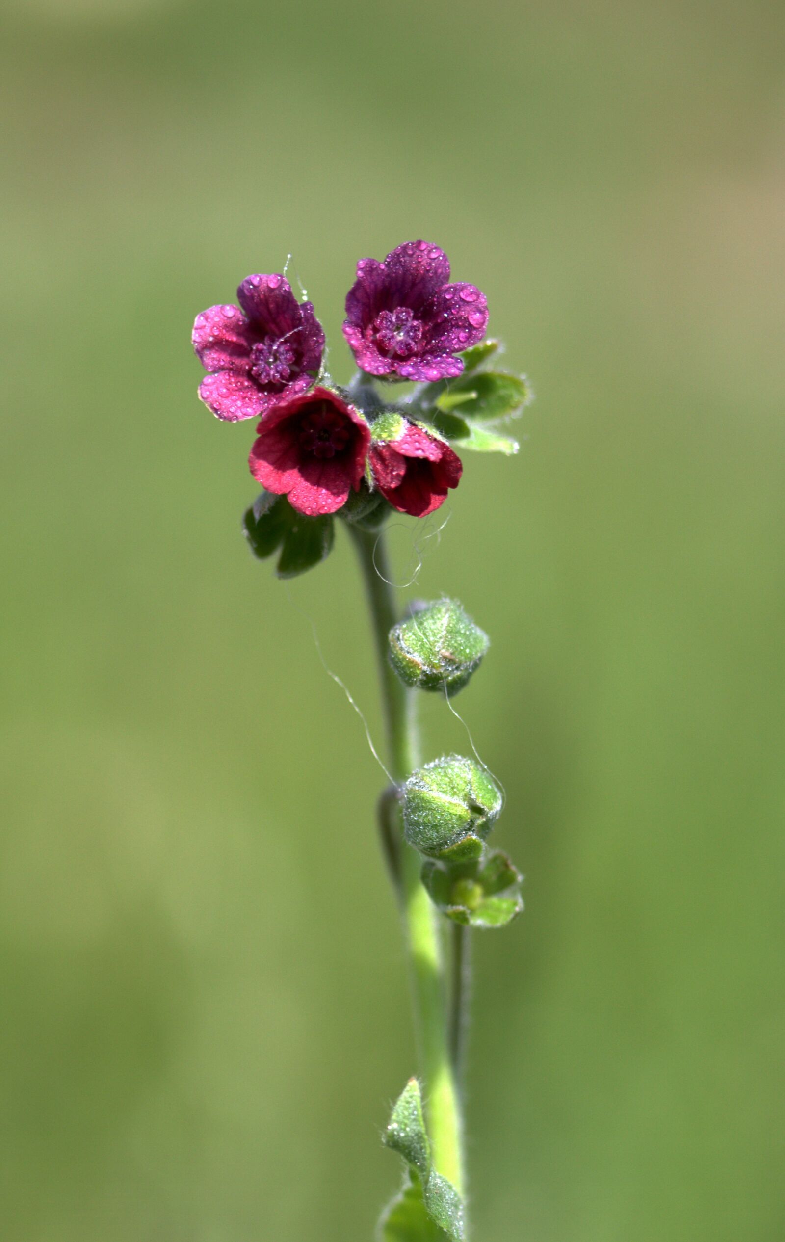 Canon EF-S 60mm F2.8 Macro USM sample photo. Flower, violet, bell photography