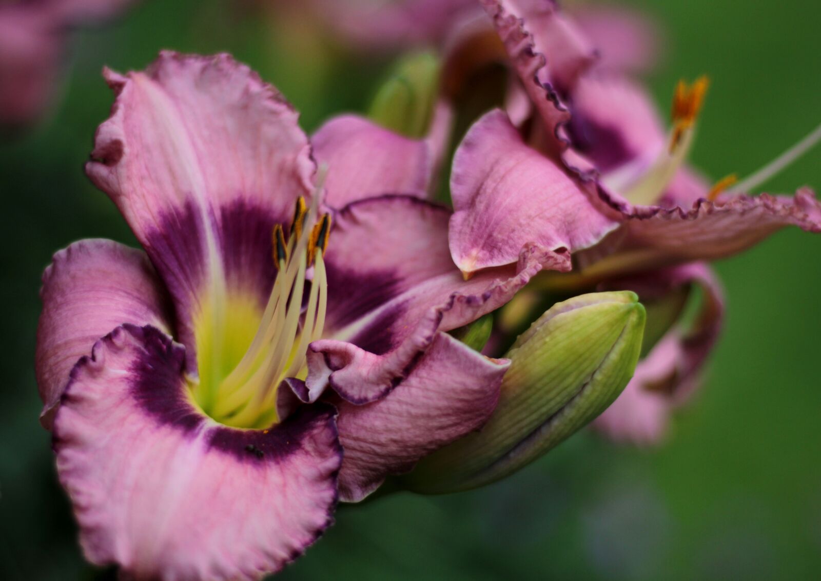 Canon EOS 600D (Rebel EOS T3i / EOS Kiss X5) sample photo. Hemerocallis edge ahead, daylily photography