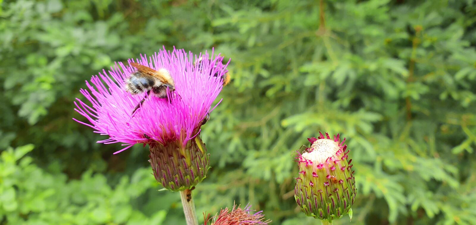 Samsung Galaxy S10+ sample photo. Thistle, bee, flower photography