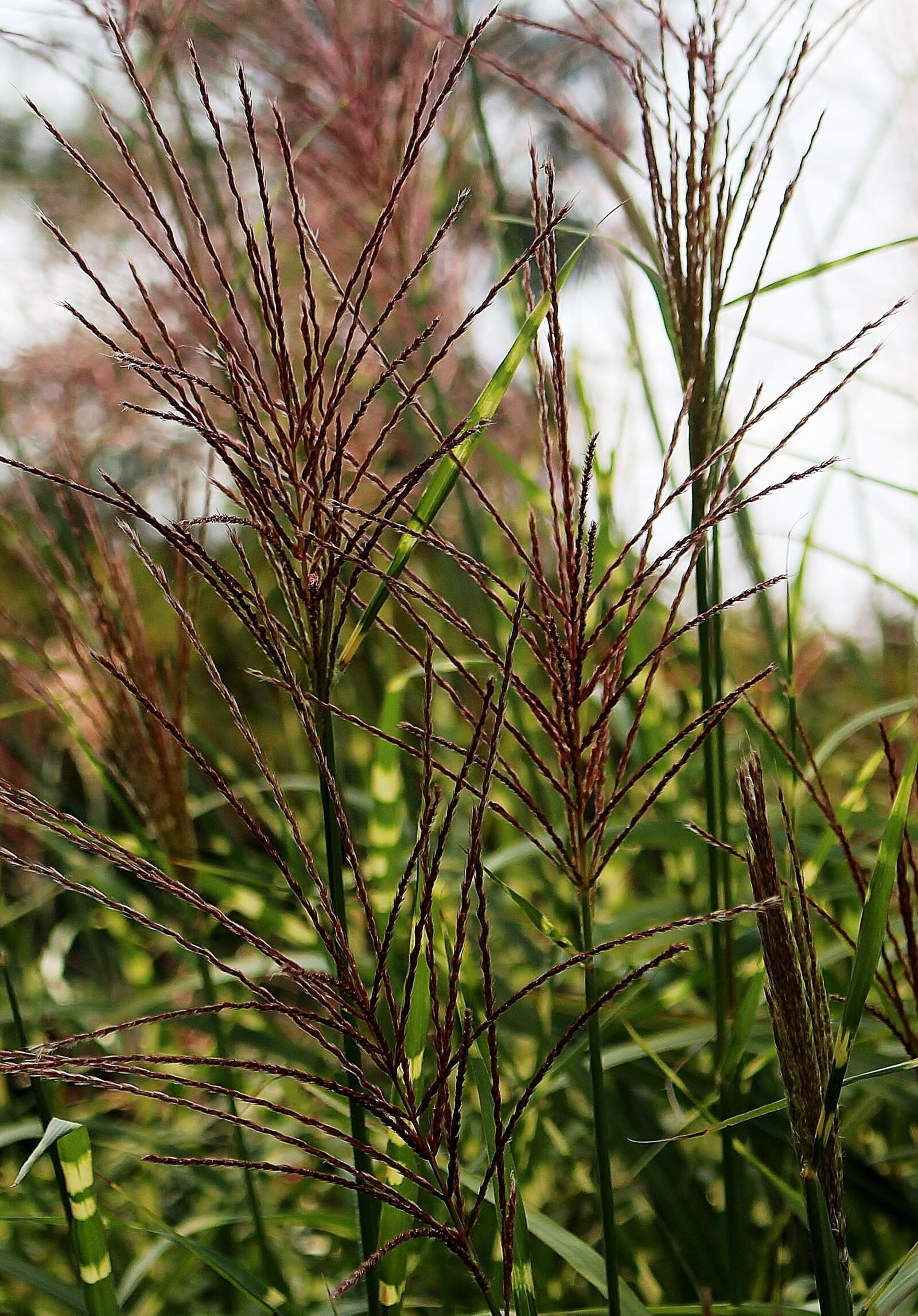 Canon EOS 700D (EOS Rebel T5i / EOS Kiss X7i) sample photo. Grass, pointed grasses, late photography