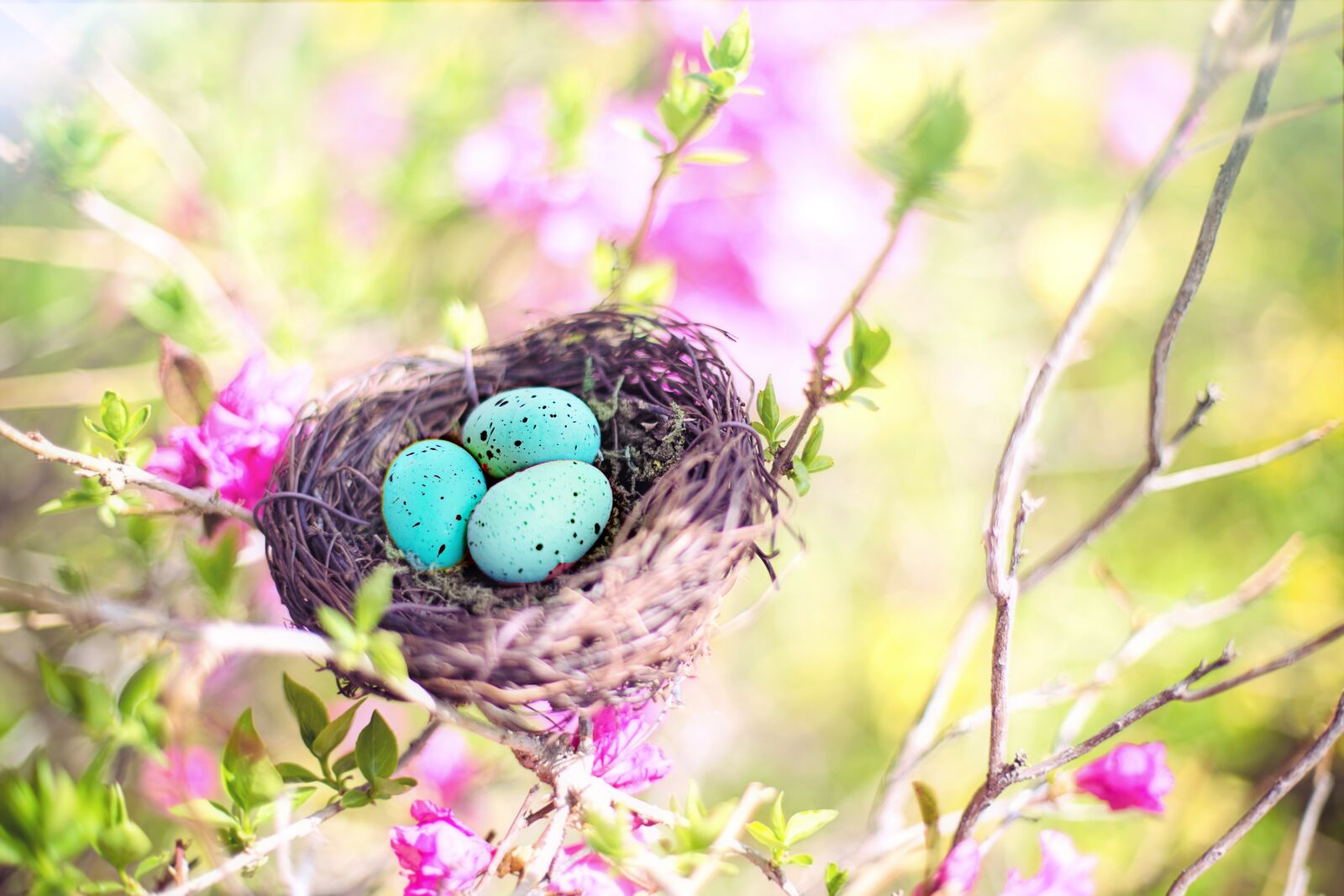 Canon EF 50mm F1.4 USM sample photo. Spring, bird's nest, eggs photography