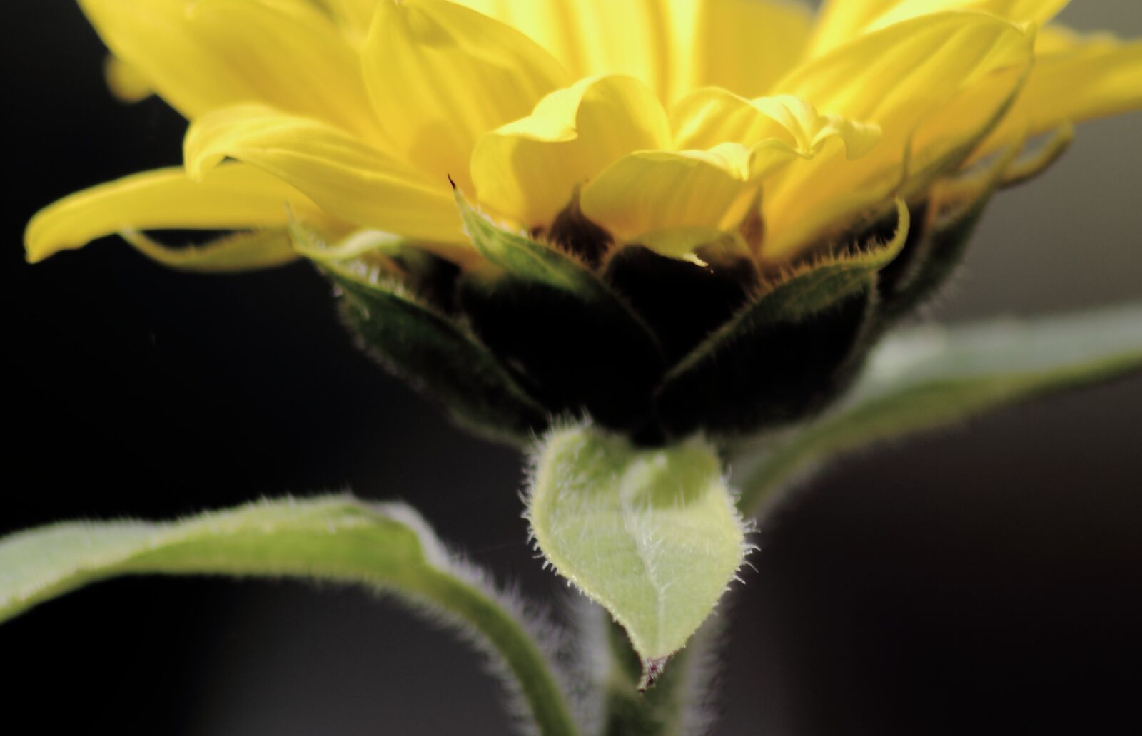 Canon EOS 7D sample photo. Leaves, sunflower, yellow photography