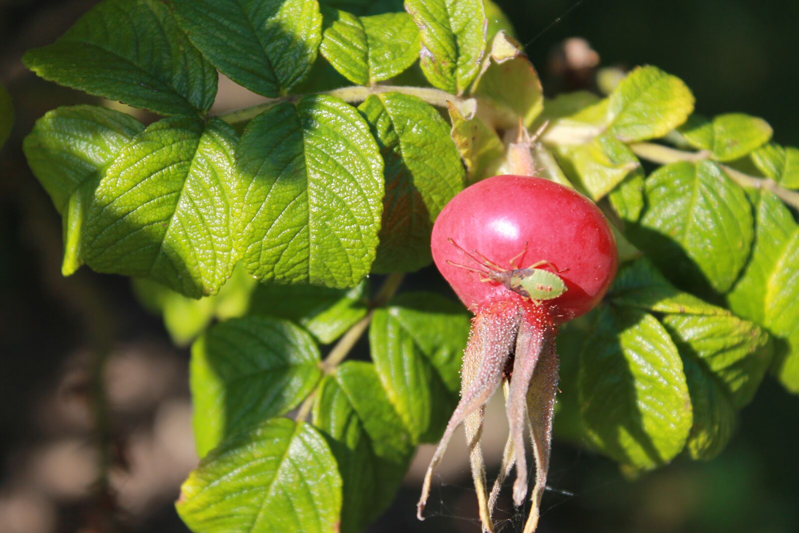 Canon EOS 1100D (EOS Rebel T3 / EOS Kiss X50) sample photo. Rose hip, berry, nature photography