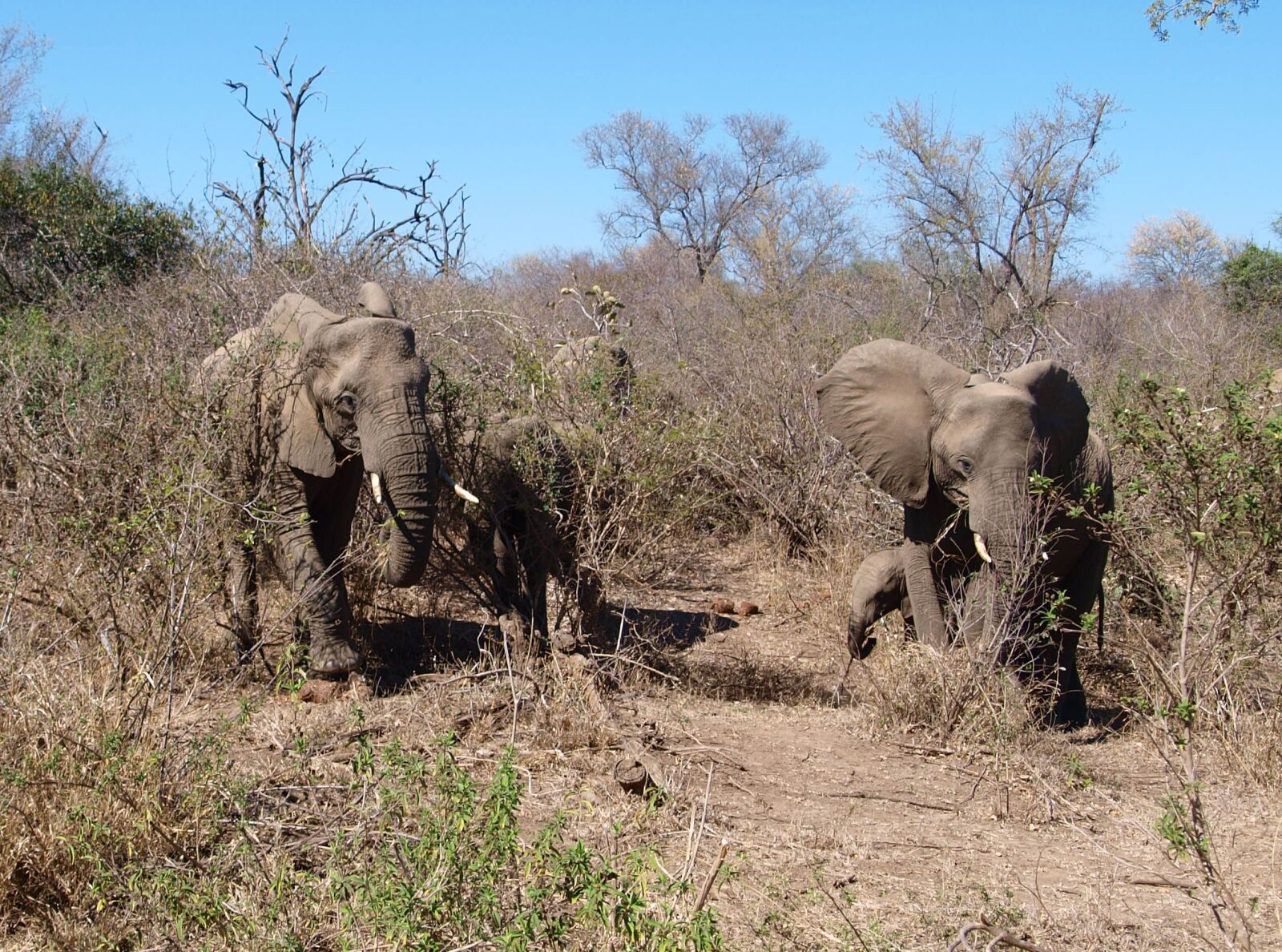 Olympus E-420 (EVOLT E-420) sample photo. Elephant, africa, wild animal photography