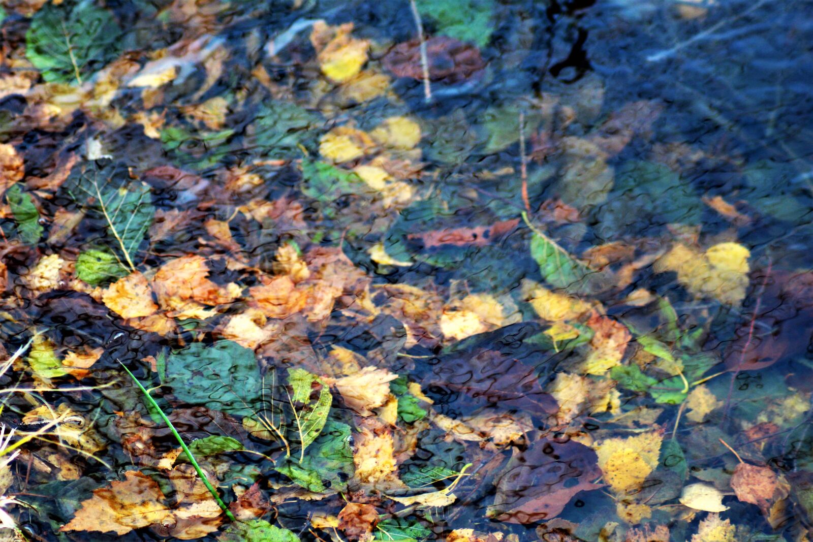 Canon EOS 1300D (EOS Rebel T6 / EOS Kiss X80) sample photo. Leaves, autumn, water photography