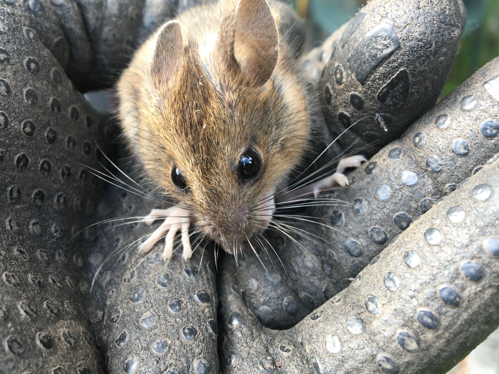 Apple iPad Pro sample photo. Mouse, rodent, nature photography