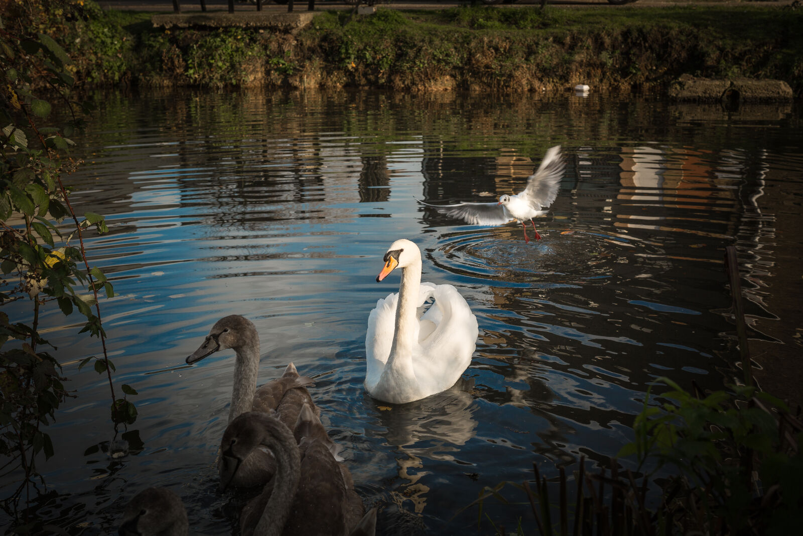 Sigma 50mm F1.4 EX DG HSM sample photo. Arch, bridge, bridge, duck photography