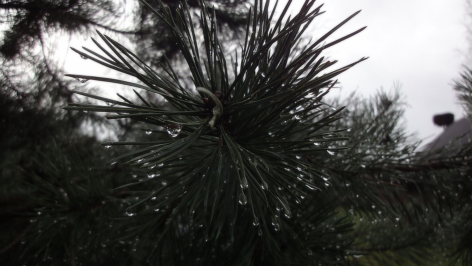 Sony Cyber-shot DSC-WX1 sample photo. Drops, pine, rain, winter photography