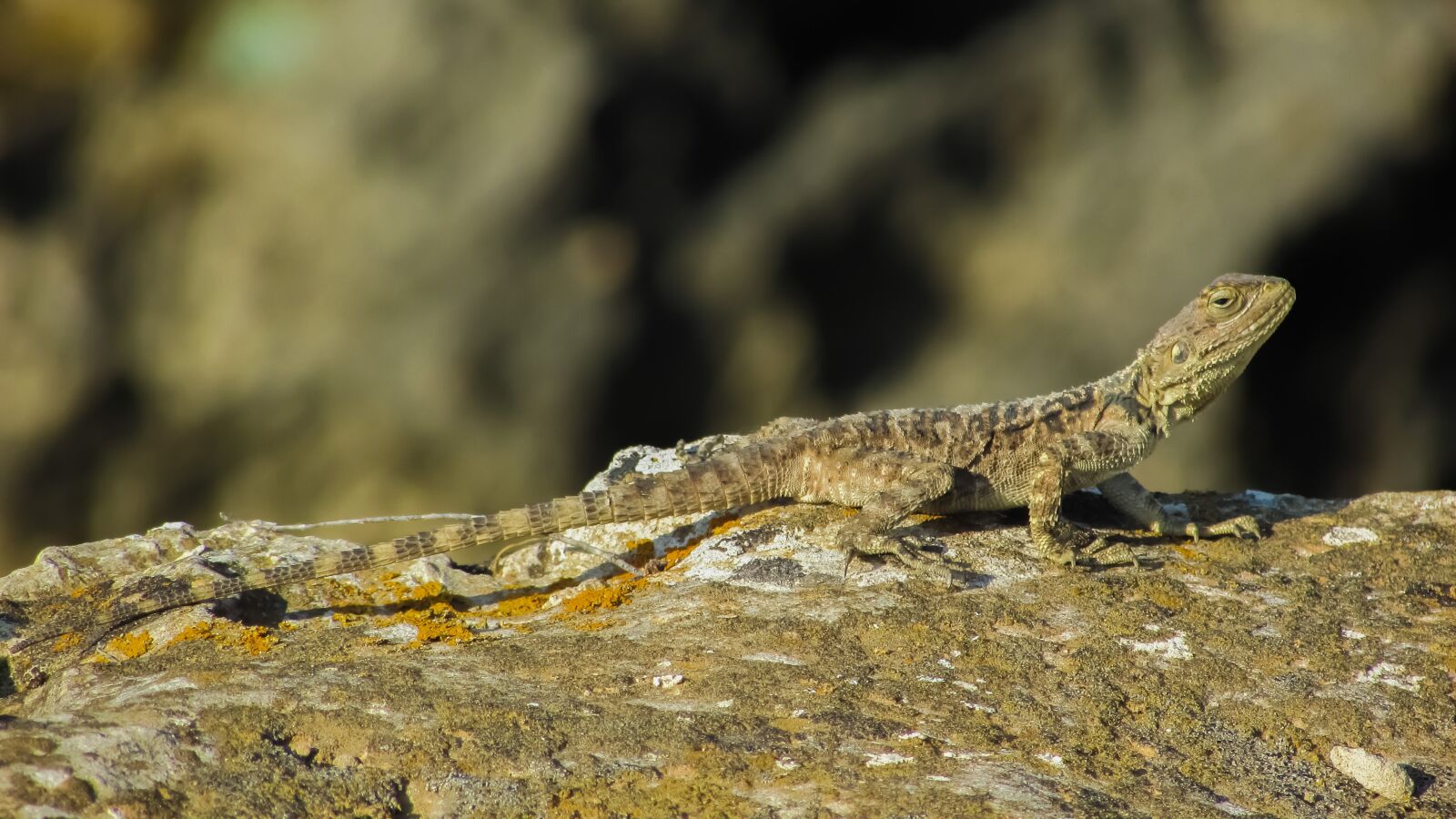 Canon PowerShot SX400 IS sample photo. Stellagama stellio cypriaca, lizard photography