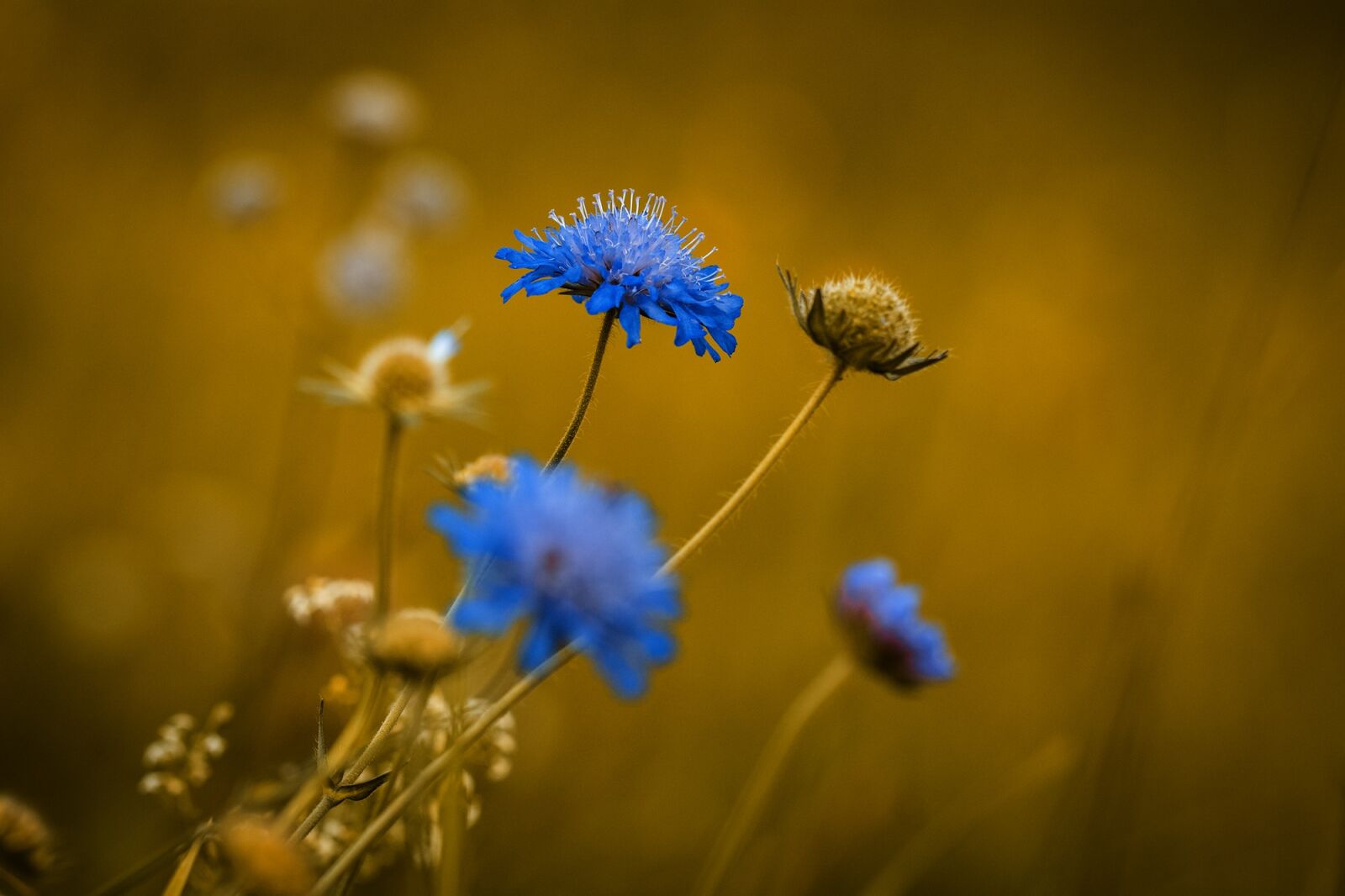 Nikon D7100 sample photo. Flower, pointed flower, blue photography