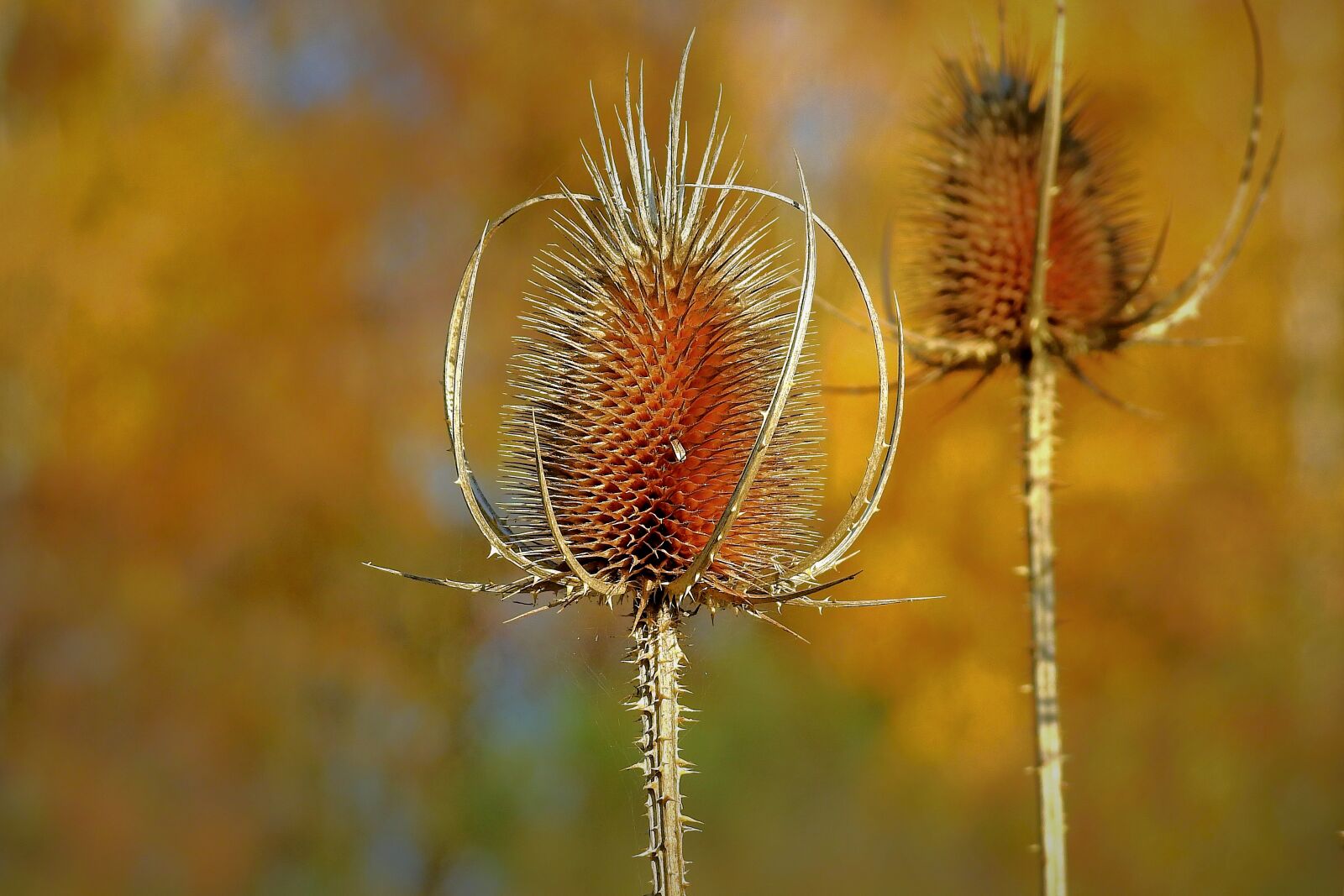 Nikon Coolpix P900 sample photo. Thistle, nature, plant photography